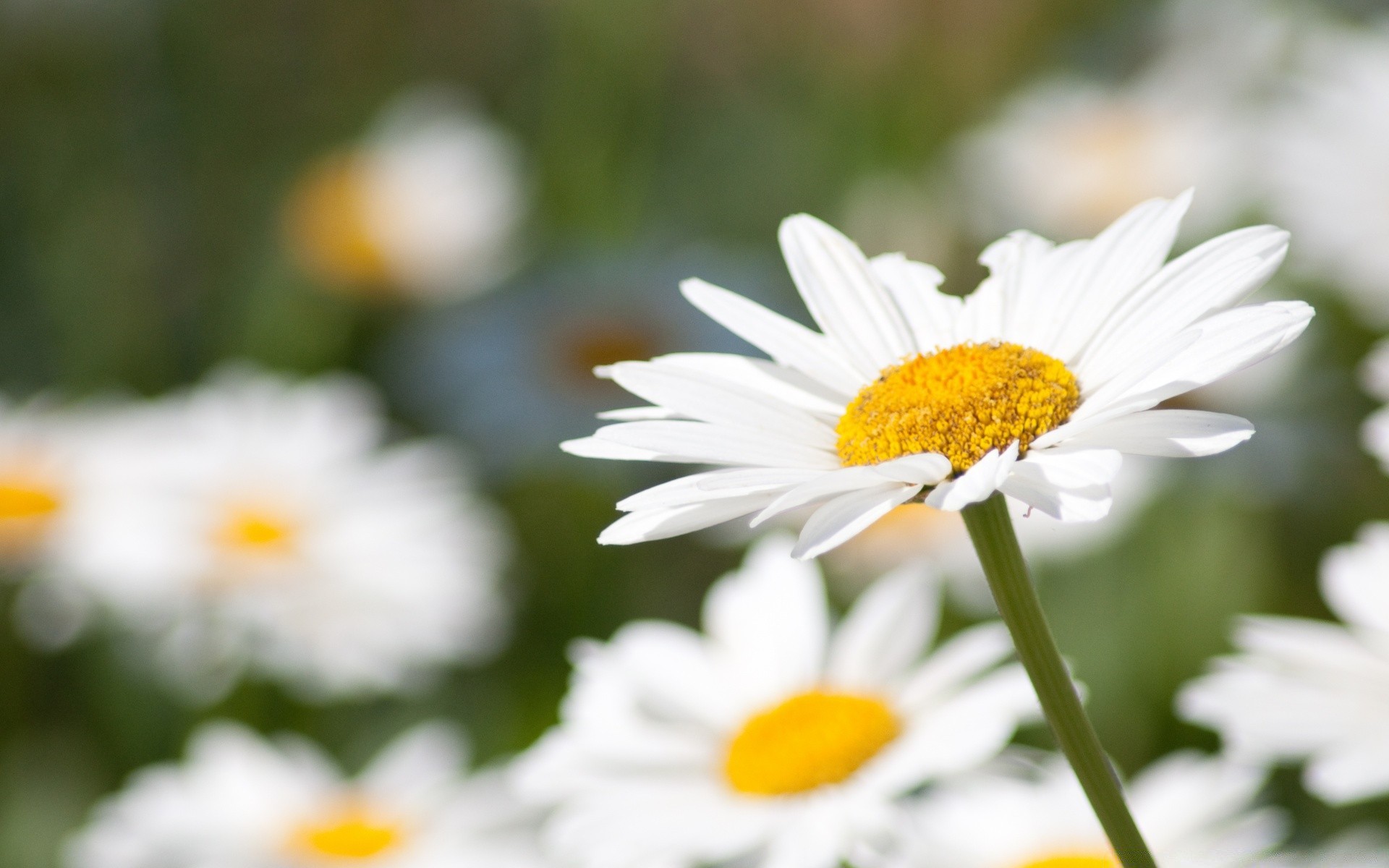 kwiaty natura kwiat lato flora stokrotki ogród liść jasny wzrost płatek dobra pogoda na zewnątrz sezon pole kwiatowy bluming sianokosy zbliżenie trawa