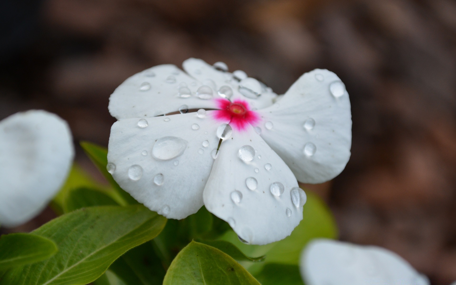 flowers flower nature leaf flora close-up petal outdoors blooming floral garden summer beautiful