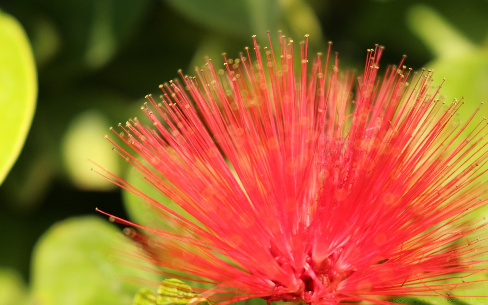 flowers bright nature leaf summer close-up color tropical flora