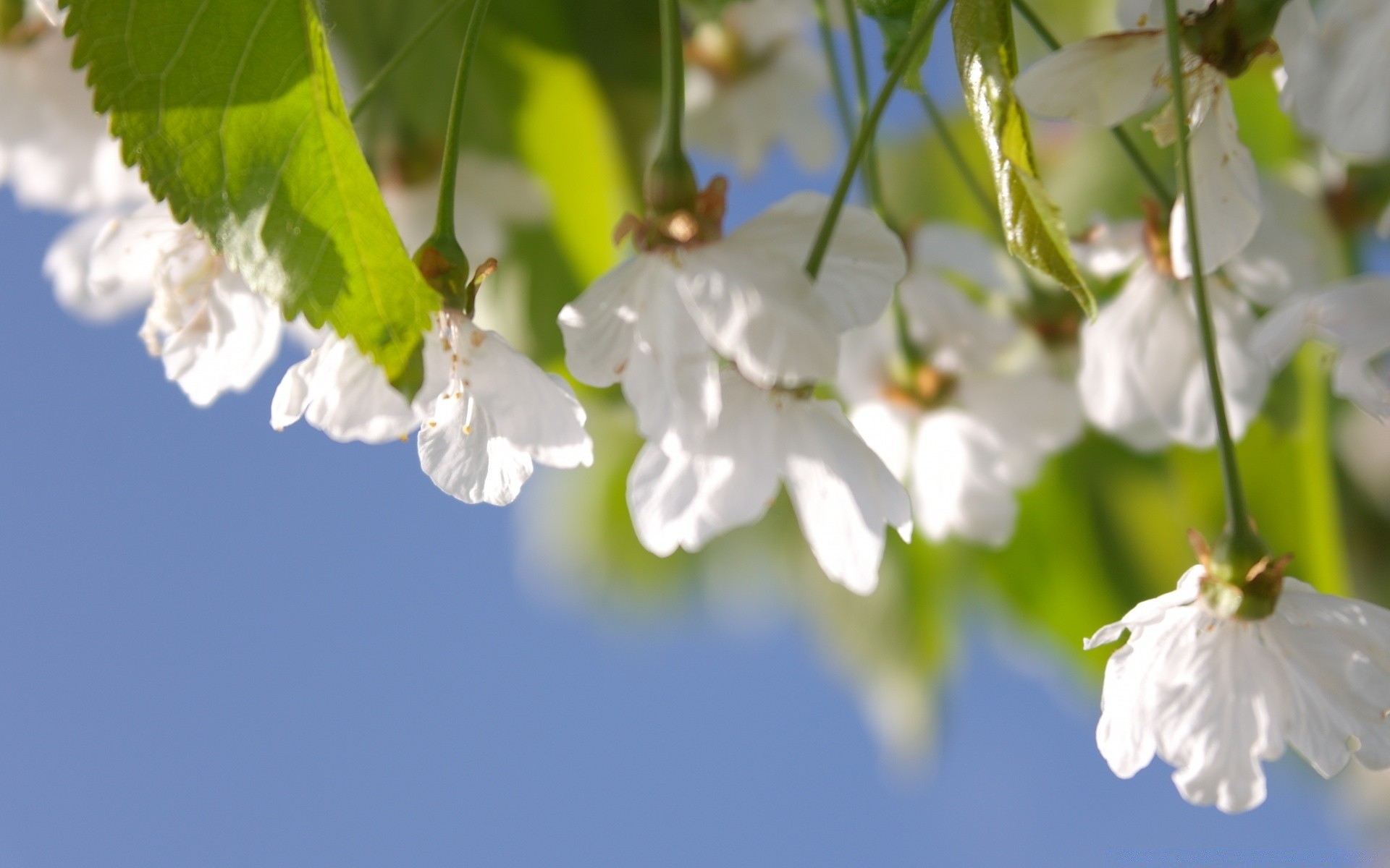 fiori natura flora fiore foglia ramo albero giardino stagione crescita primo piano estate fioritura petalo bel tempo all aperto ambiente selvaggio floreale ciliegia