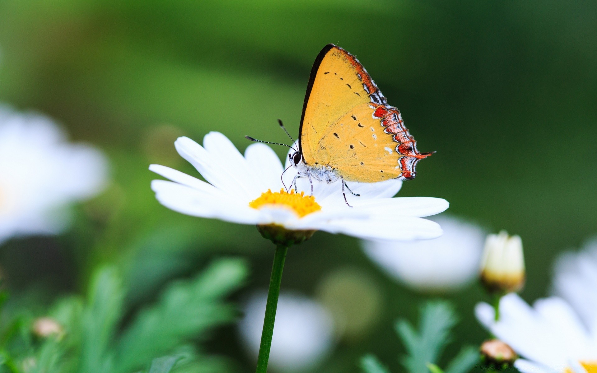 flowers butterfly insect nature outdoors summer flower fair weather leaf garden