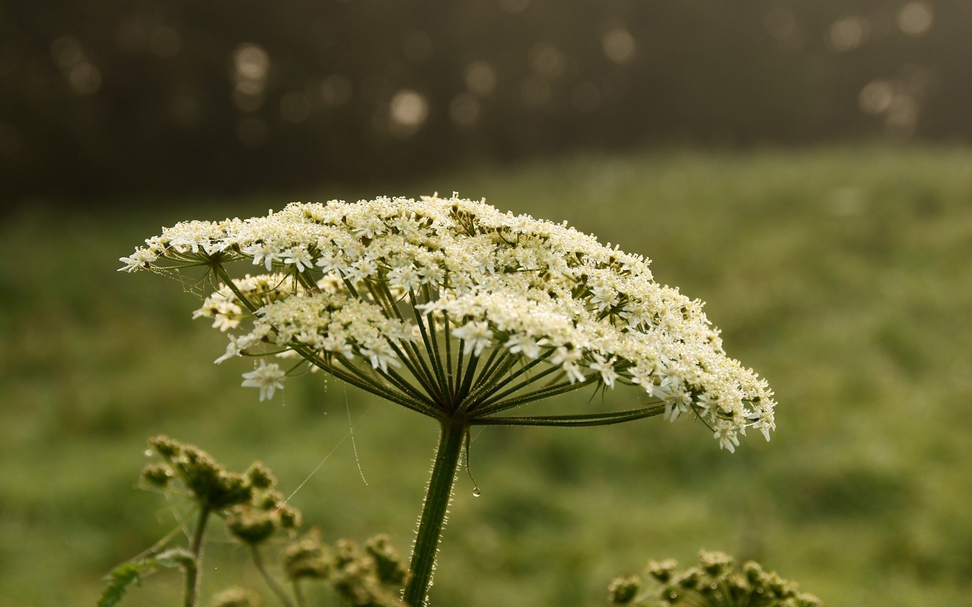 kwiaty natura kwiat flora trawa na zewnątrz lato pole liść bluming sianokosy dziki ogród sezon