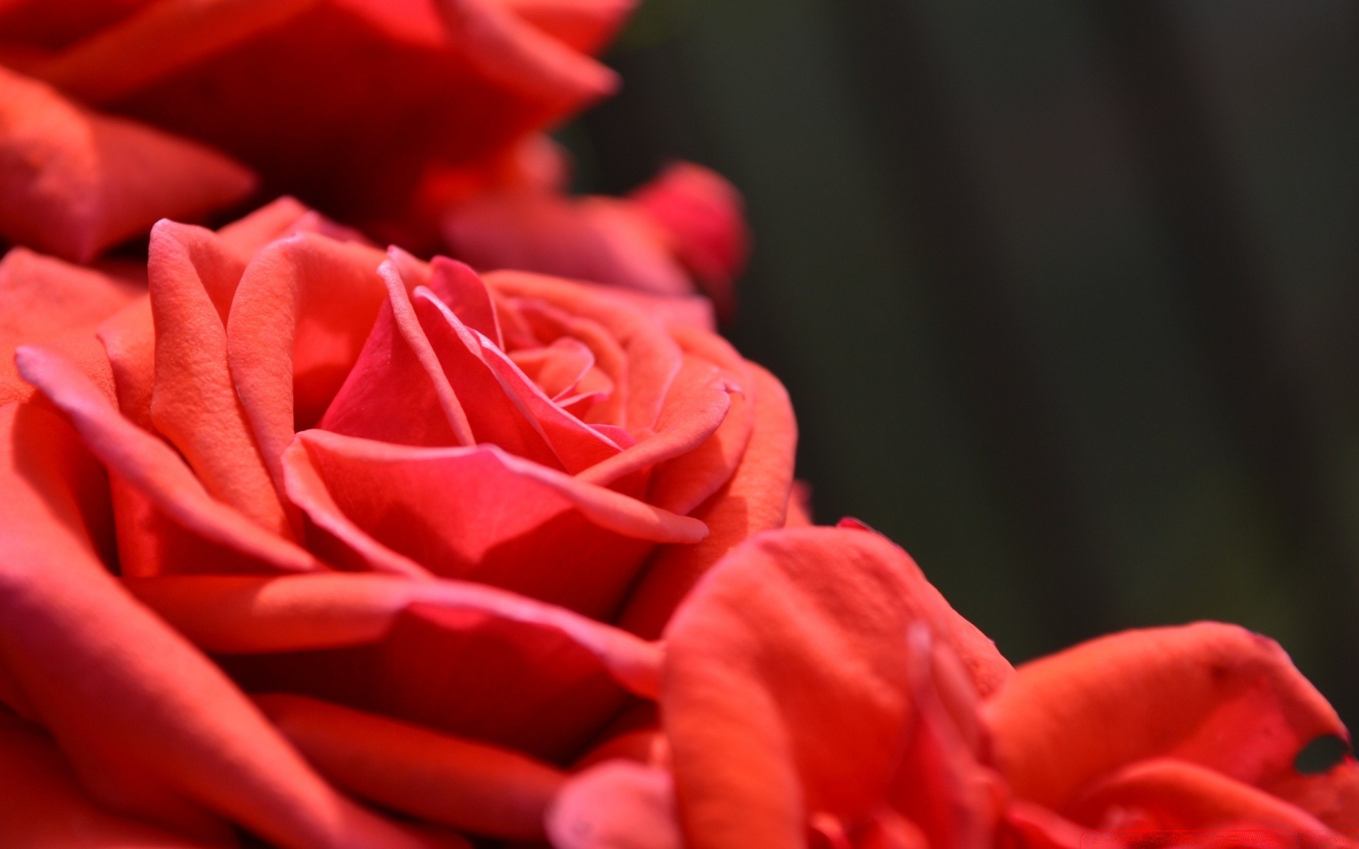 flowers rose flower love romance petal wedding romantic gift floral blooming anniversary delicate flora nature color