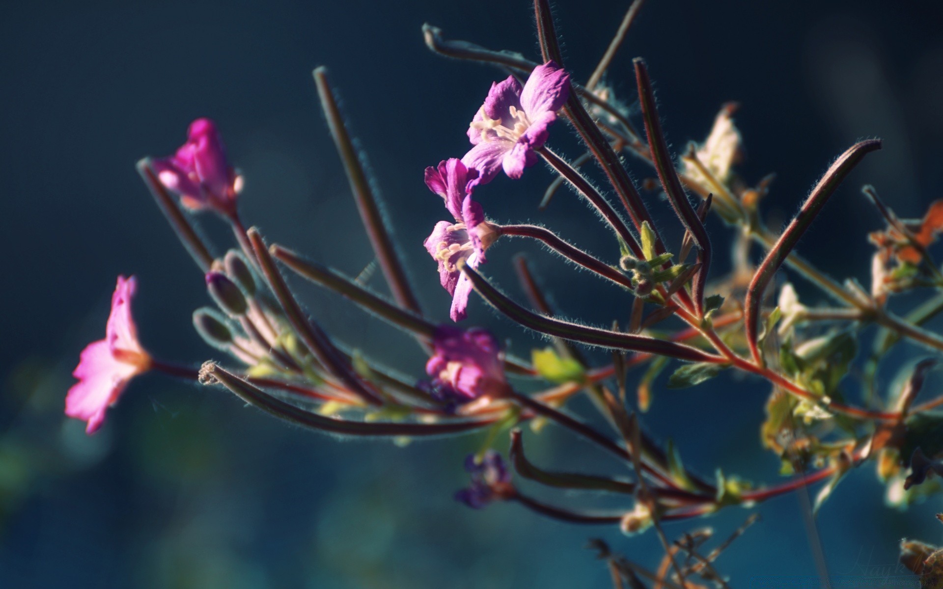 fleurs fleur nature flore à l extérieur feuille jardin couleur été gros plan