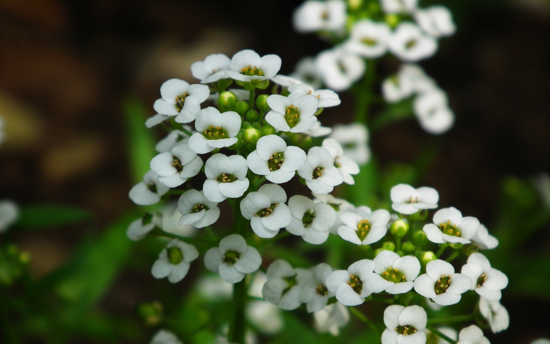 kwiaty kwiat liść natura flora na zewnątrz