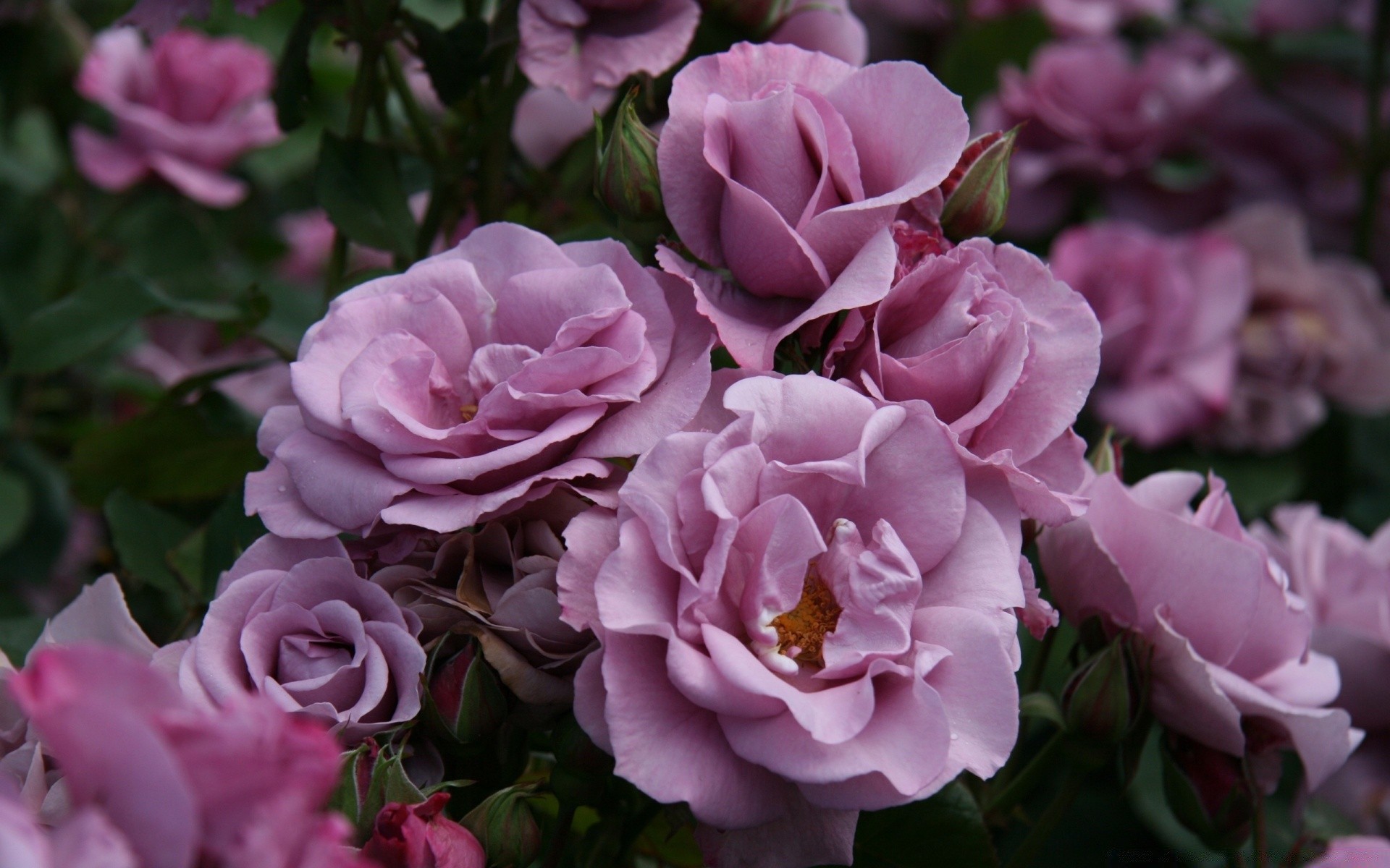 çiçekler çiçek gül flora taçyaprağı yaprak çiçek çiçeklenme bahçe doğa buket aşk romantizm düğün renk dostum botanik dekorasyon yaz romantik