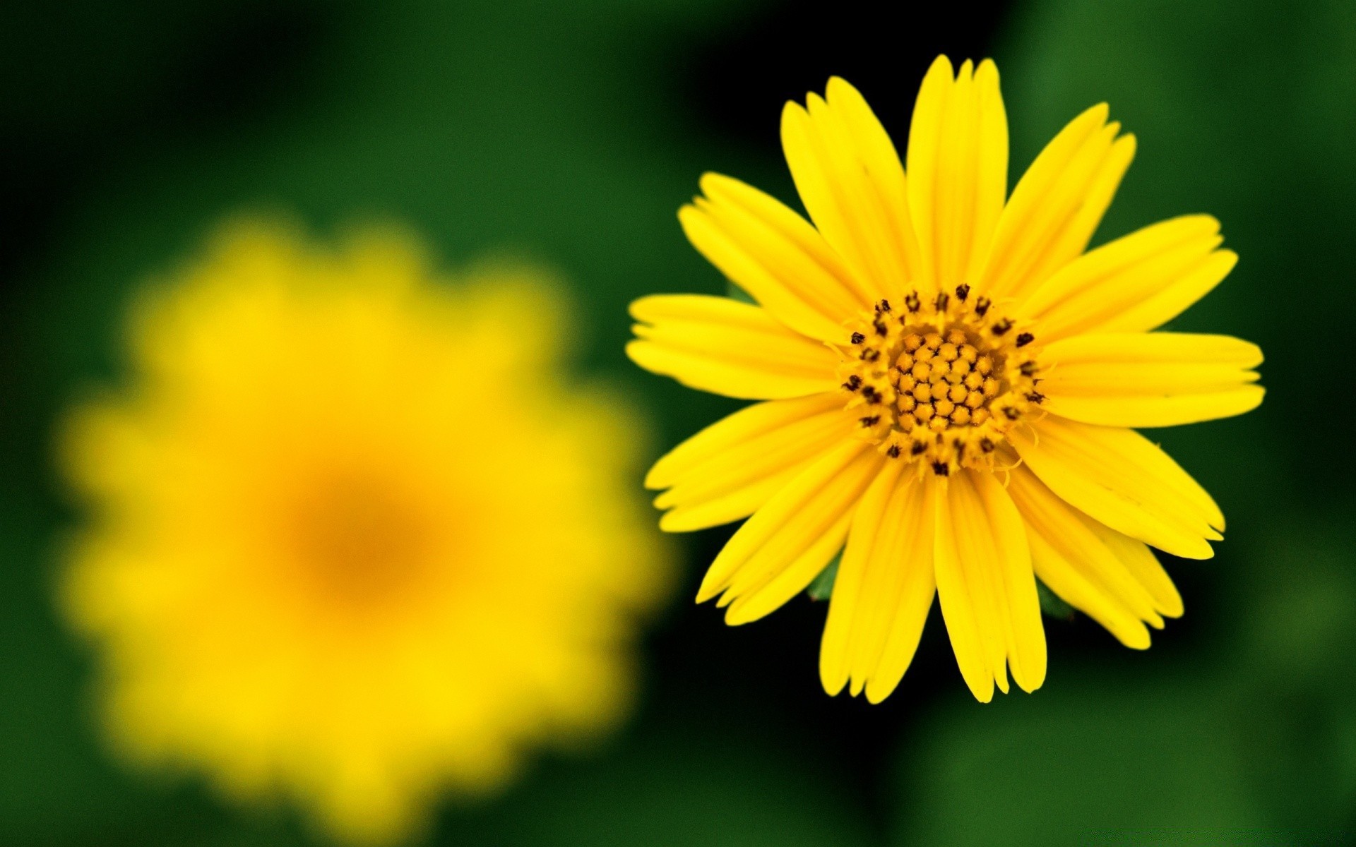 çiçekler doğa çiçek yaz flora parlak yaprak petal polen renk çiçek bahçe güneş büyüme güzel hava