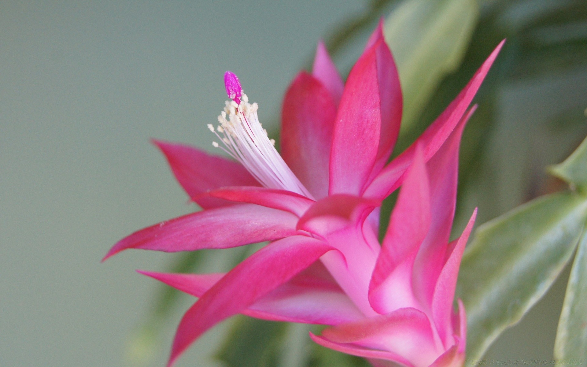 çiçekler çiçek flora doğa yaprak bahçe yaz çiçek güzel çiçek açan tropikal renk egzotik petal büyüme