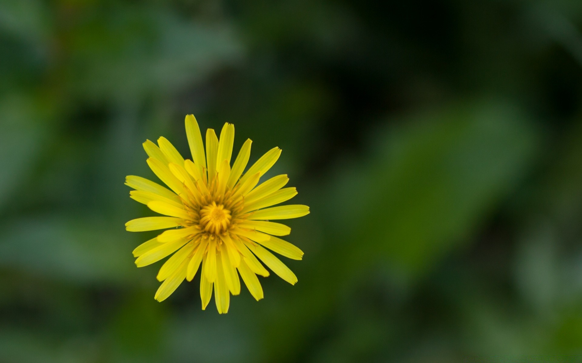 fiori natura fiore estate luminoso sfocatura foglia all aperto flora crescita erba giardino