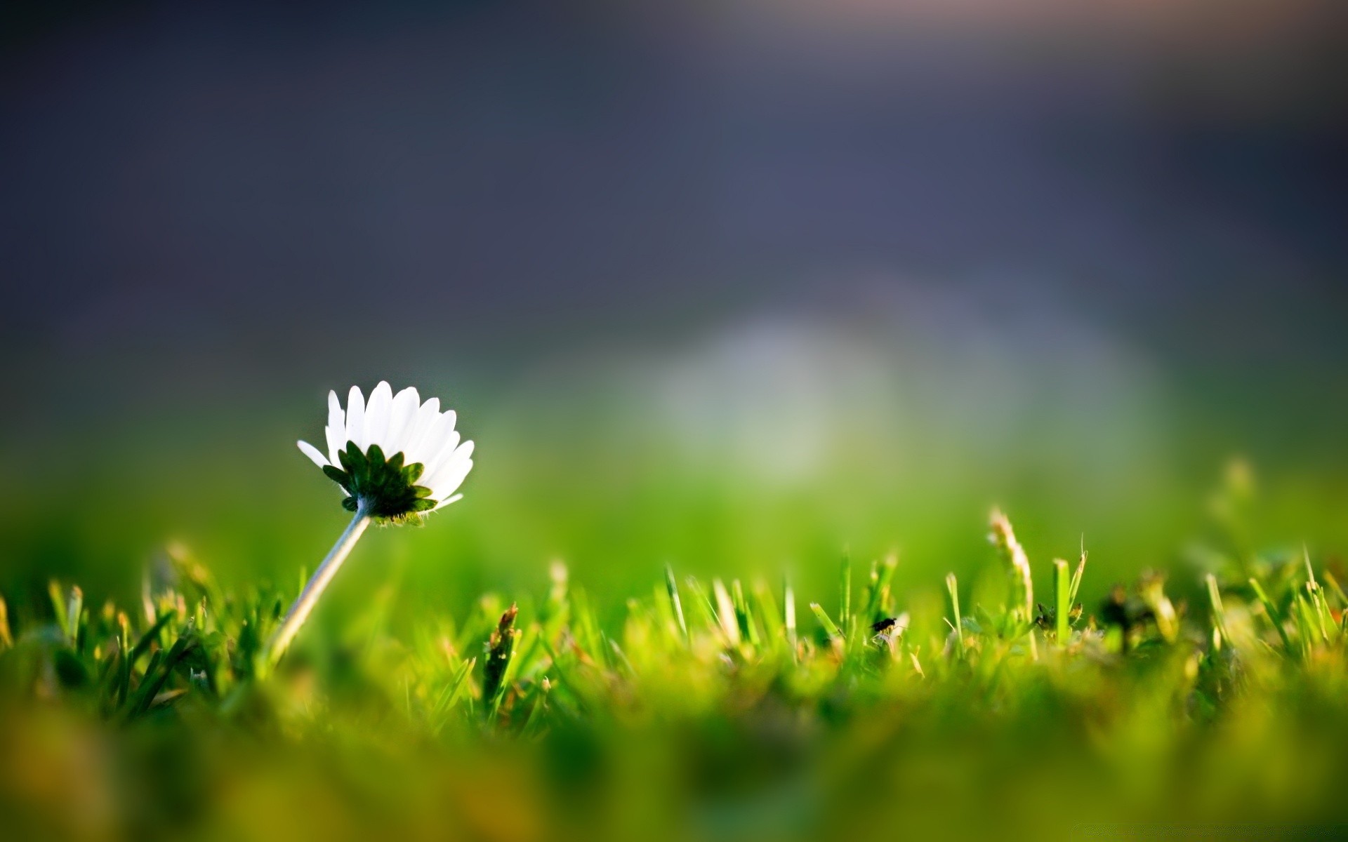 flowers grass sun nature growth field summer rural fair weather leaf hayfield blur flower dawn outdoors flora