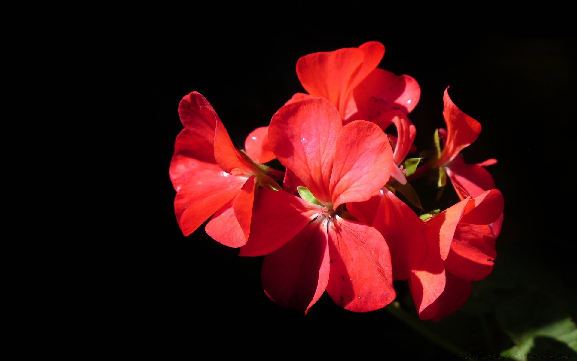 fleurs fleur flore nature feuille pétale jardin couleur bluming belle lumineux floral été