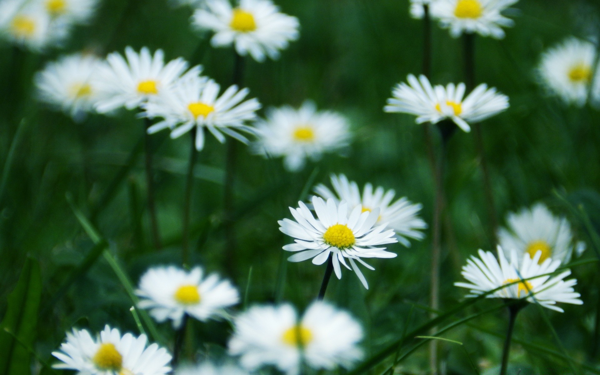 flowers nature flower summer flora field garden chamomile grass hayfield bright leaf petal fair weather growth color floral sun blooming season