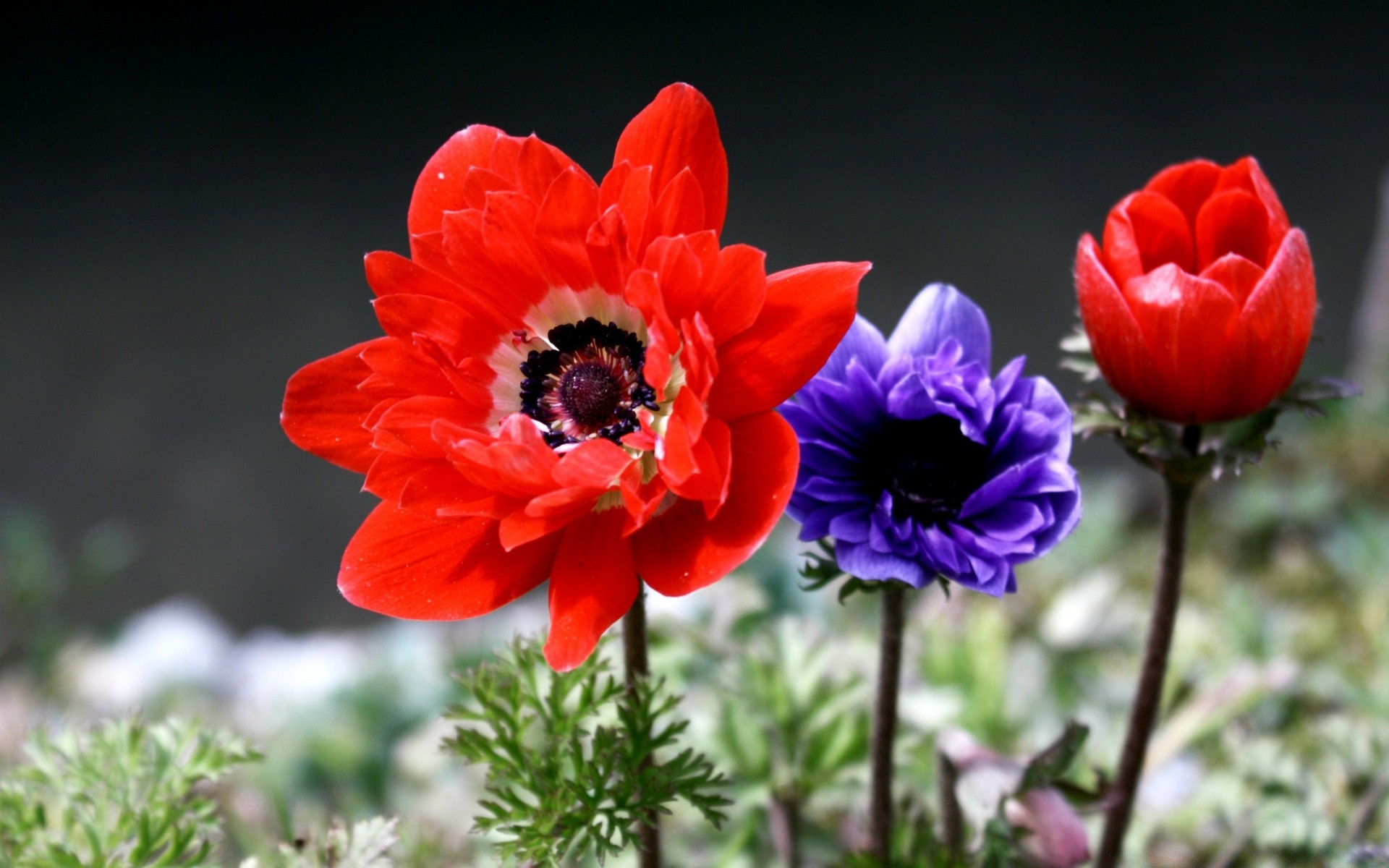 flowers flower nature flora garden petal summer blooming leaf color floral close-up bright growth field