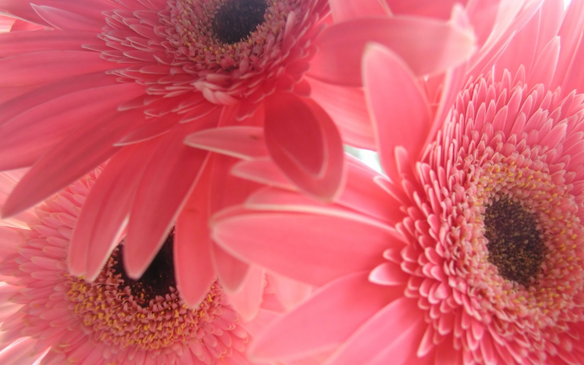 flowers flower nature flora bright petal summer beautiful close-up pretty gerbera blooming color pollen single floral growth