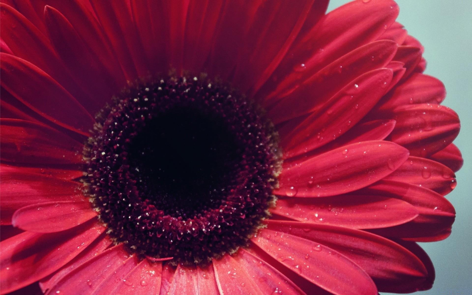 çiçekler çiçek petal doğa flora parlak renk yaz çiçek çiçek açan güzel bahçe yakın çekim