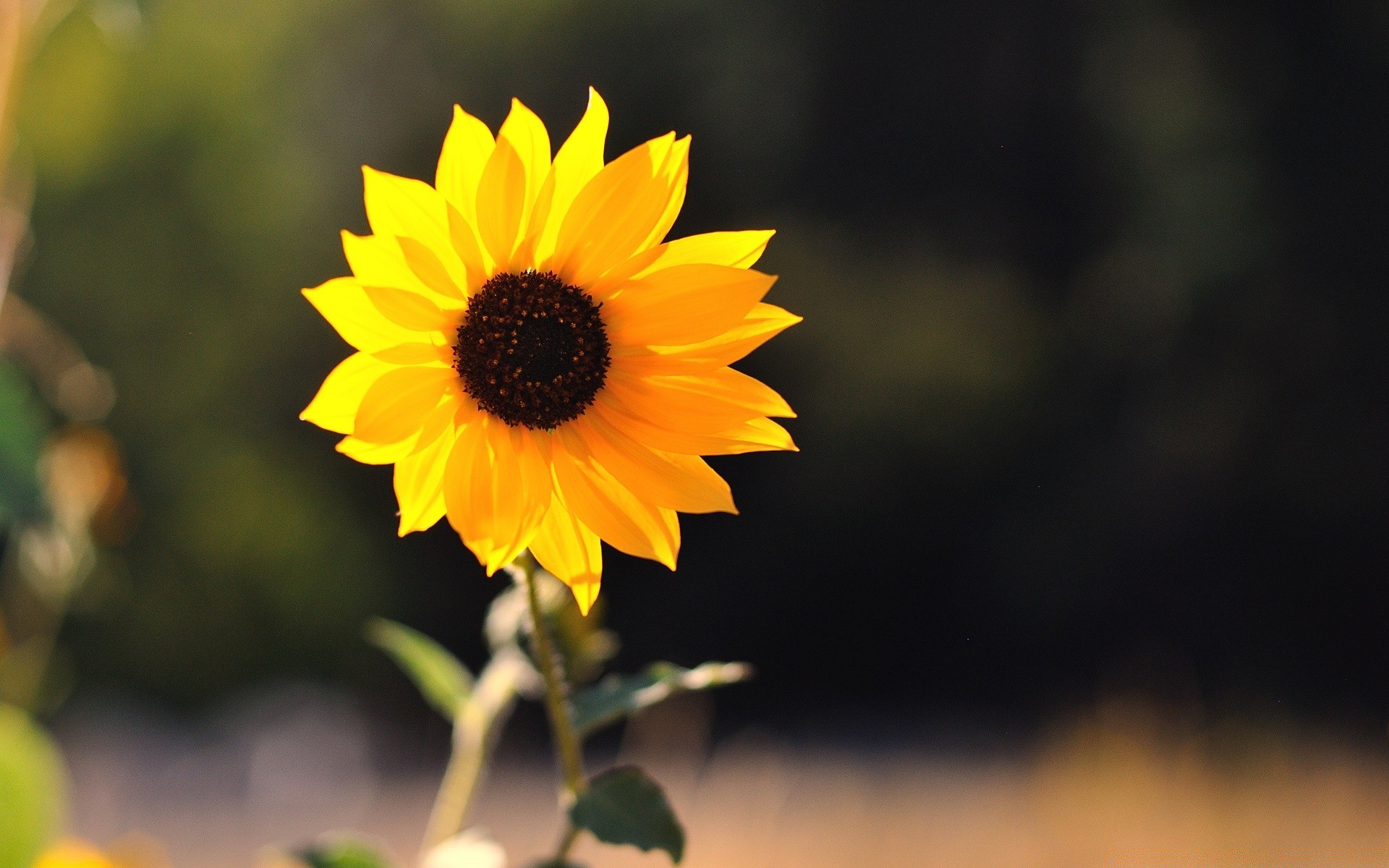 blumen natur blume blatt flora sommer wachstum im freien hell garten