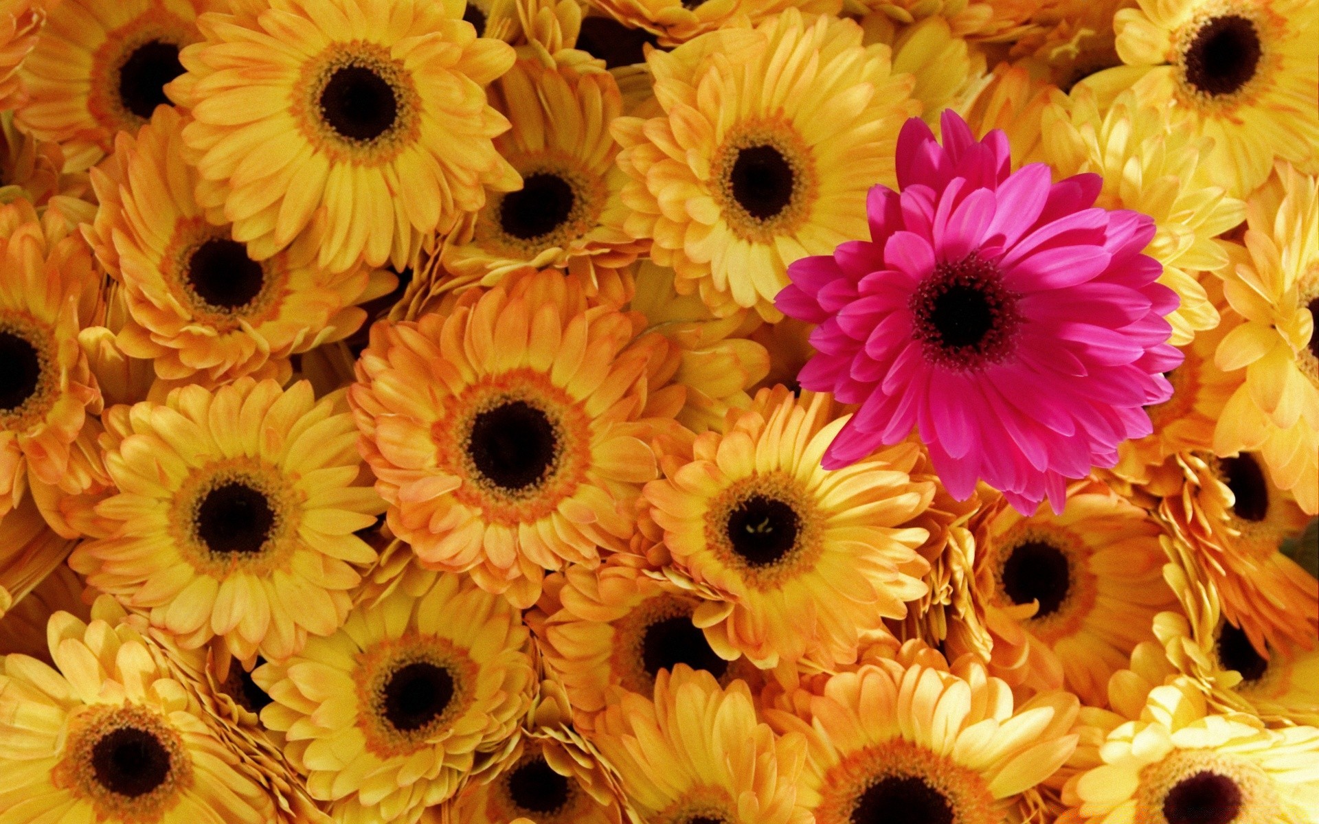 flowers flower floral flora summer decoration nature petal color bright beautiful bouquet gerbera desktop leaf