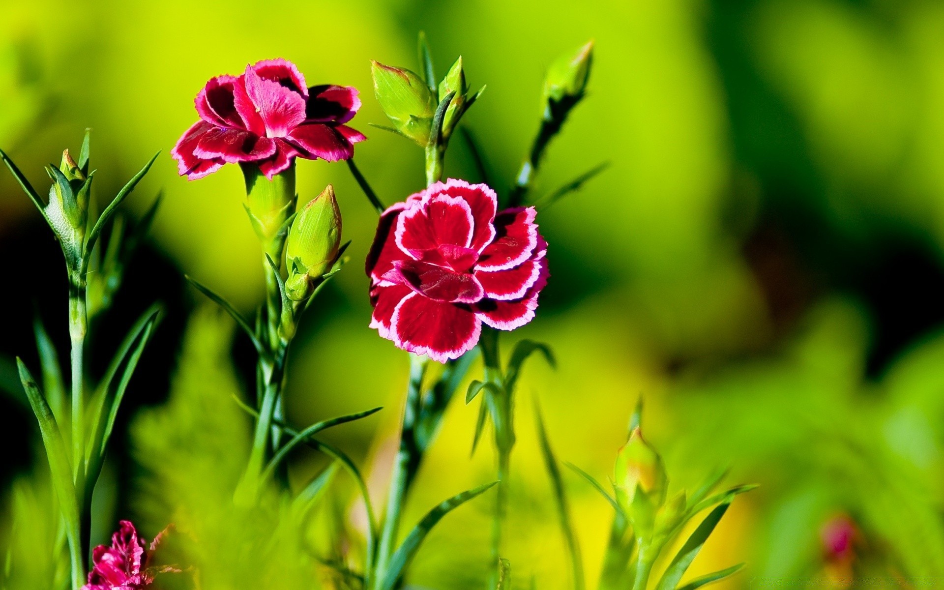 kwiaty natura kwiat flora liść lato ogród jasny kwiatowy kolor pole bluming trawa wzrost płatek zbliżenie sezon