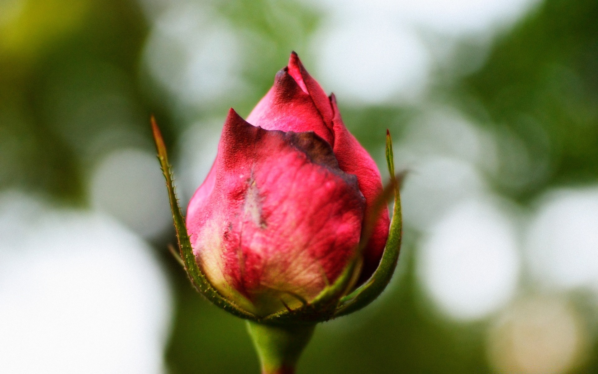 fiori natura fiore foglia all aperto giardino estate flora primo piano rosa