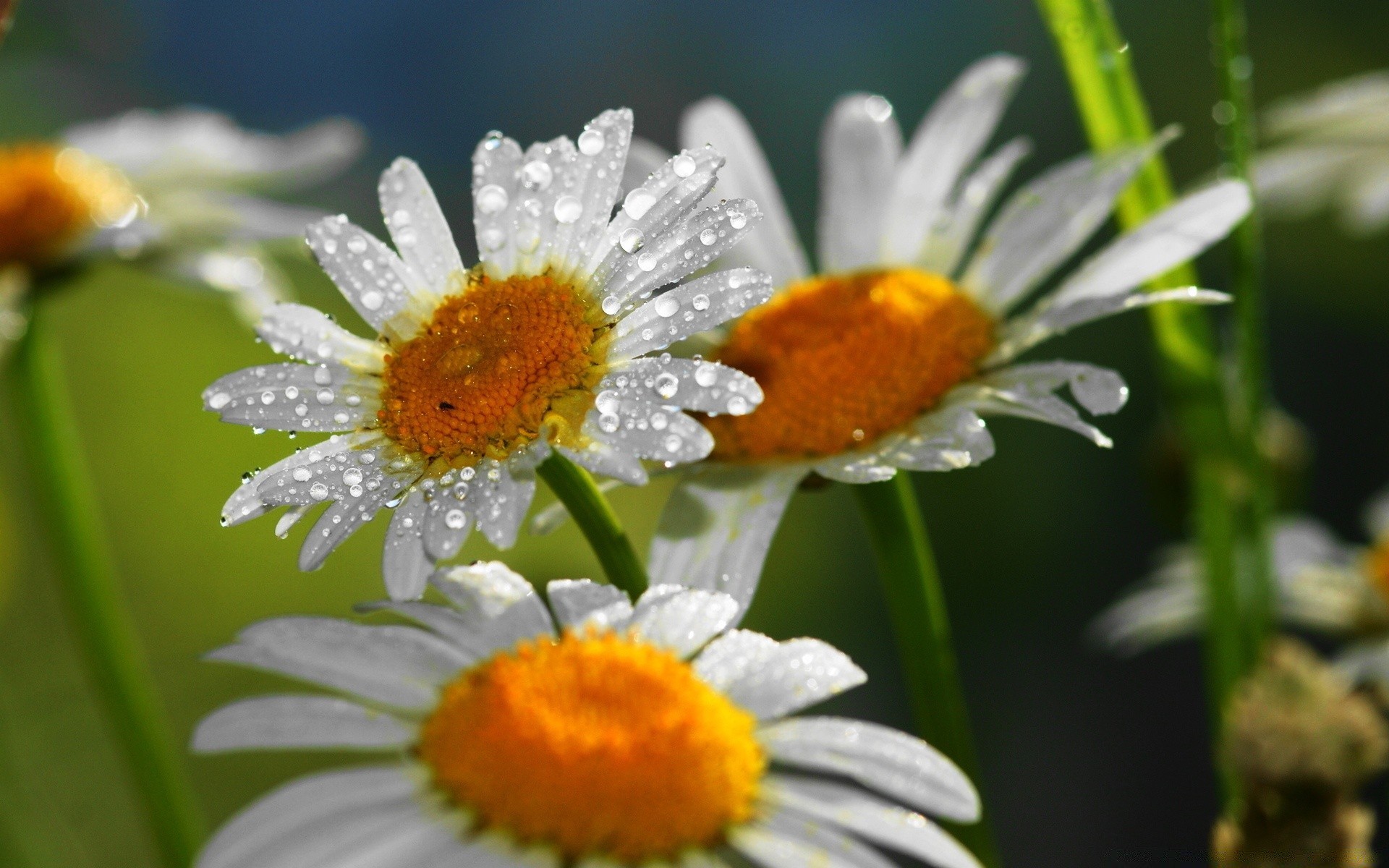 flowers nature flora flower summer leaf garden chamomile close-up bright wild floral growth color petal season blooming insect