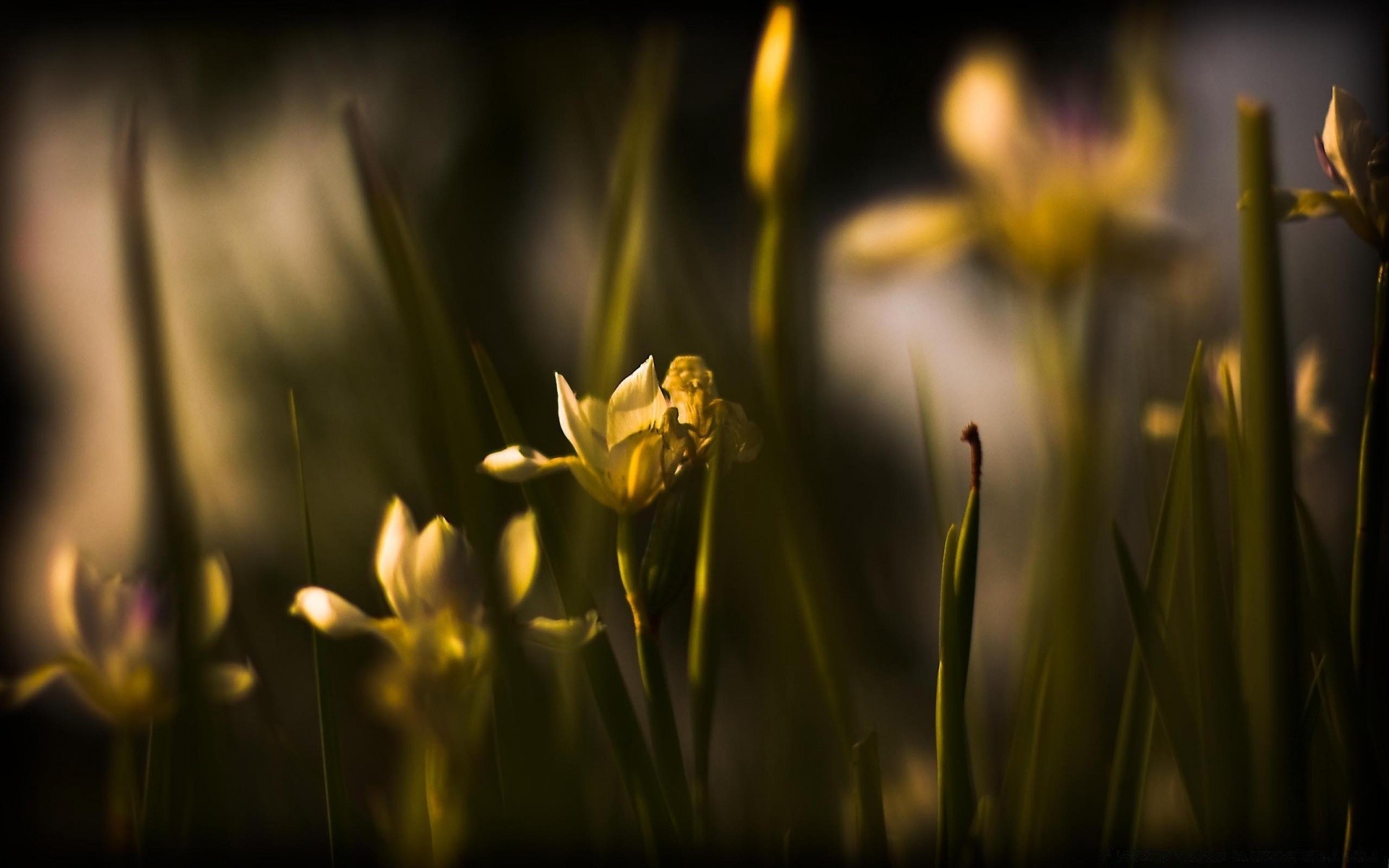 flores flor naturaleza desenfoque hierba jardín verano flora tulipán hoja sol crecimiento dof buen tiempo brillante pascua al aire libre campo luz