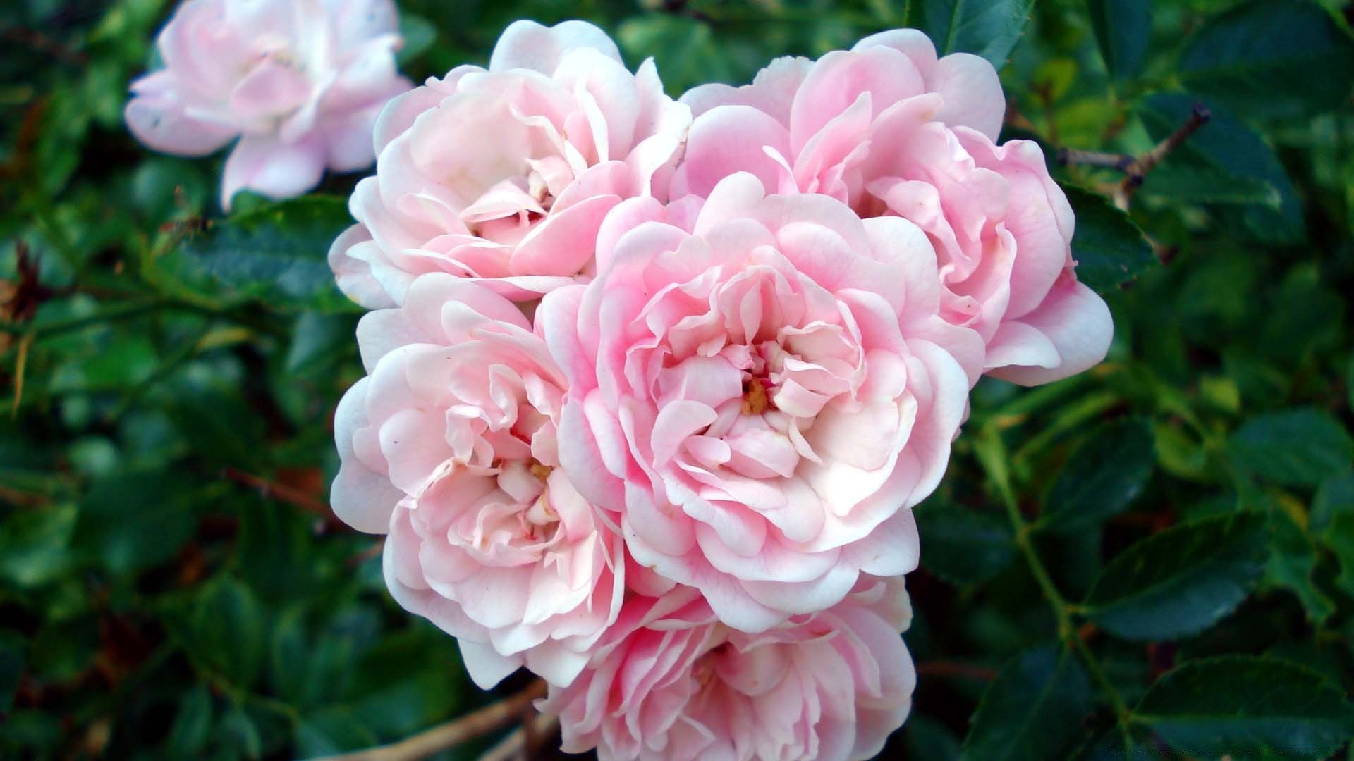 flowers flower flora garden nature leaf blooming floral petal rose summer beautiful color decoration growth close-up botanical shrub season bright