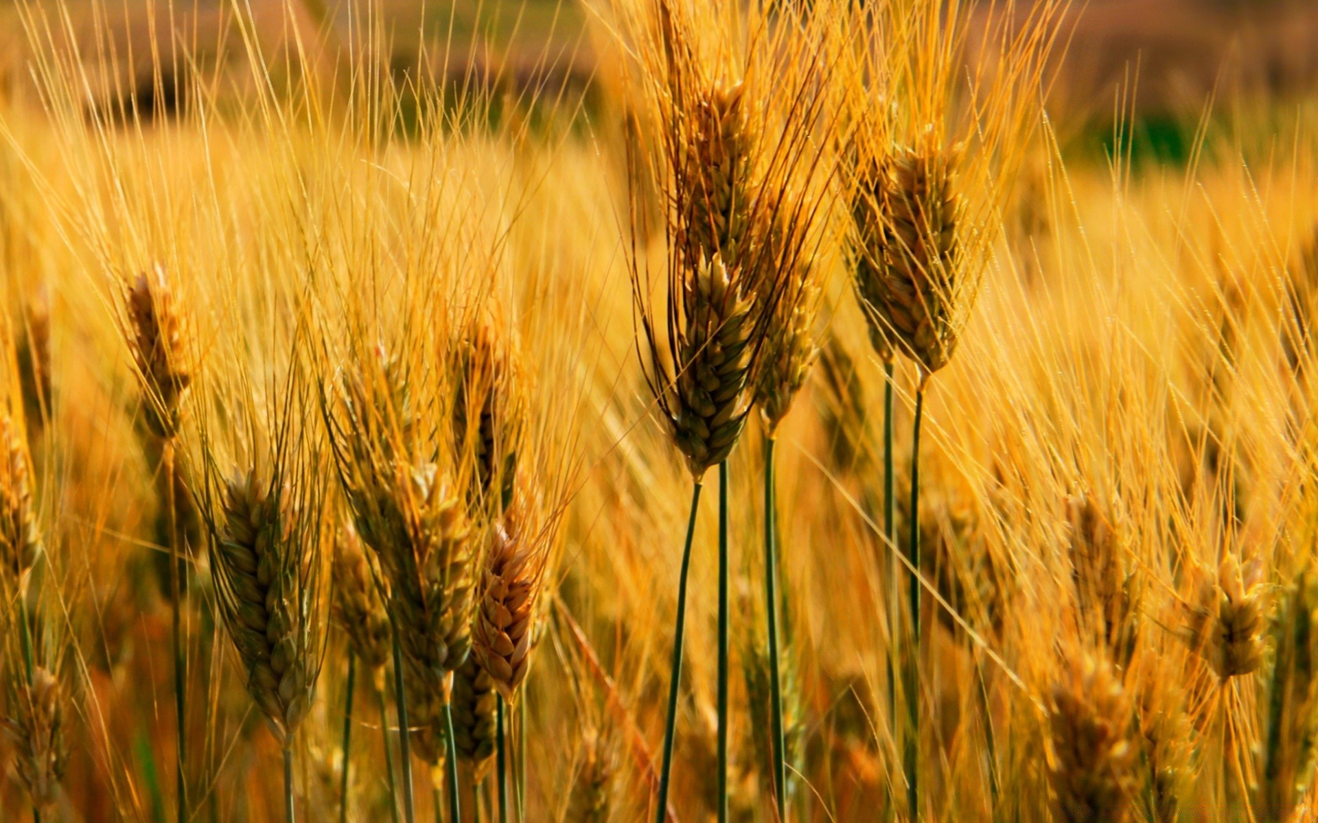 flowers wheat cereal bread pasture rye rural corn straw crop barley field gold farm seed countryside agriculture farmland flour growth