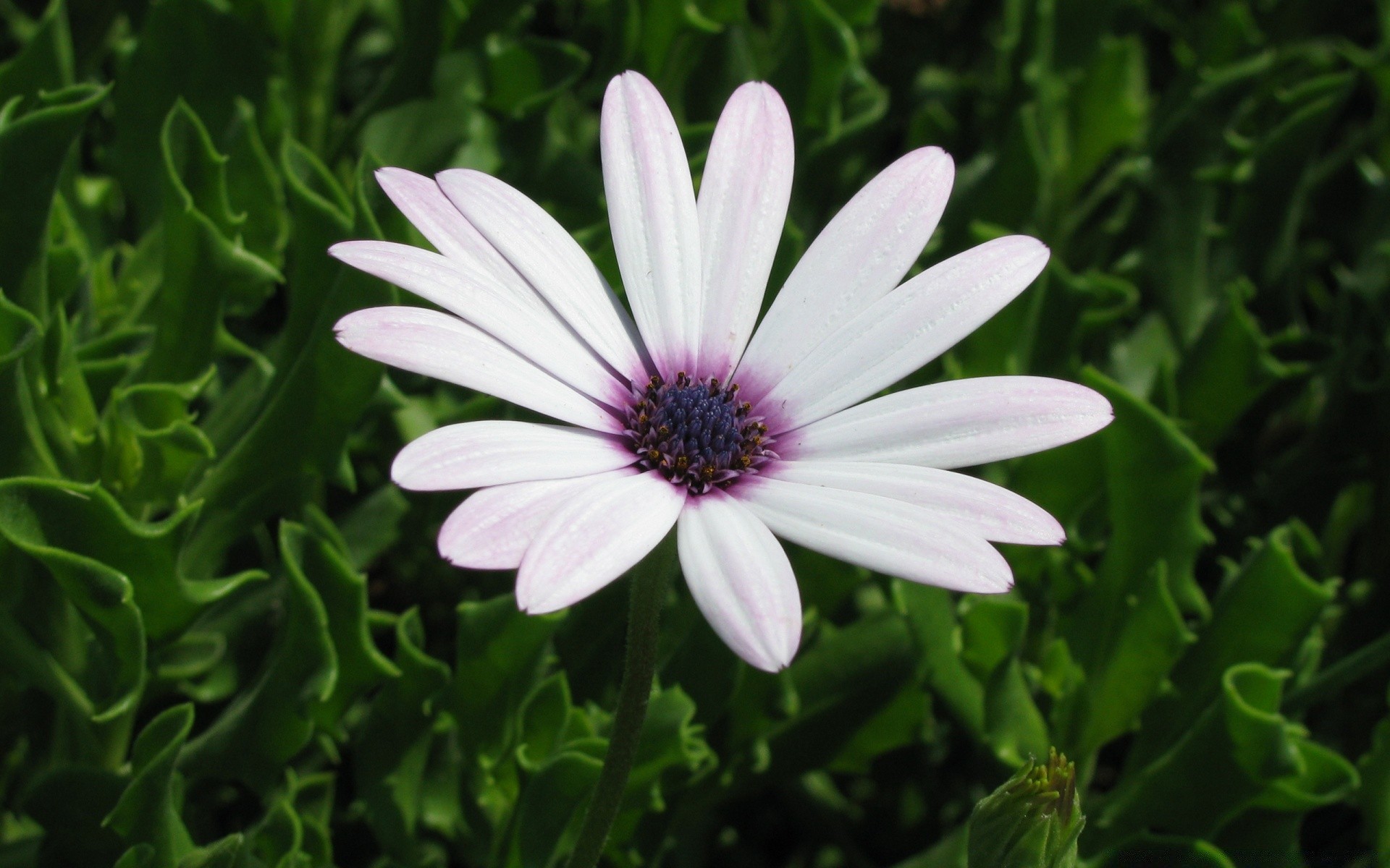 blumen flora blume natur sommer garten blatt schließen