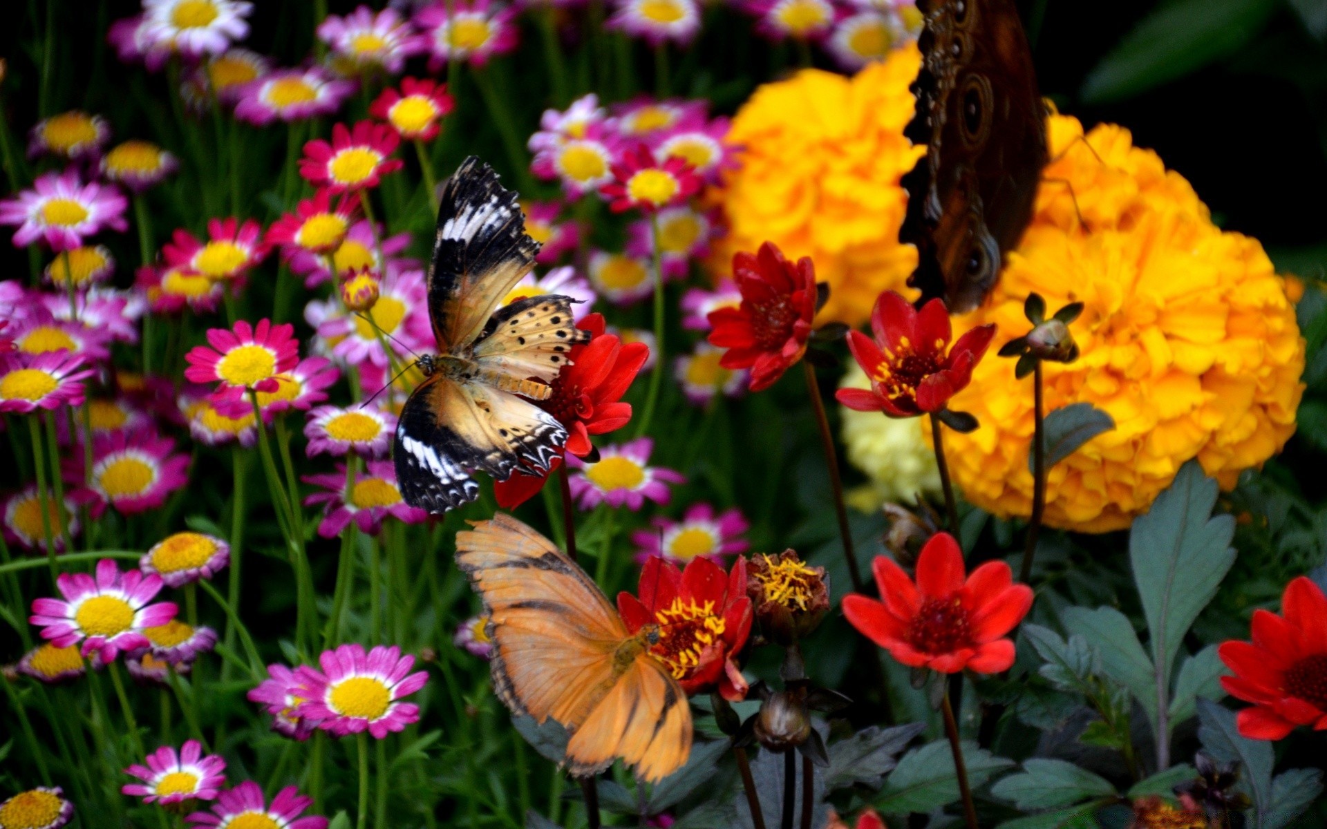 fiori natura fiore giardino estate flora farfalla petalo insetto esterno colore brillante foglia floreale fieno fioritura stagione erba crescita campo