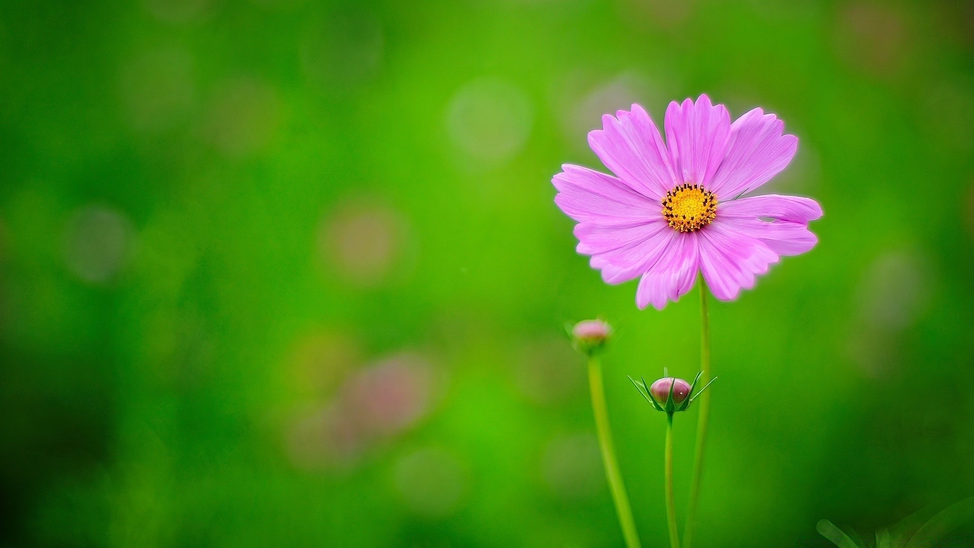 kwiaty natura lato kwiat flora jasny ogród wzrost liść kolor pole trawa