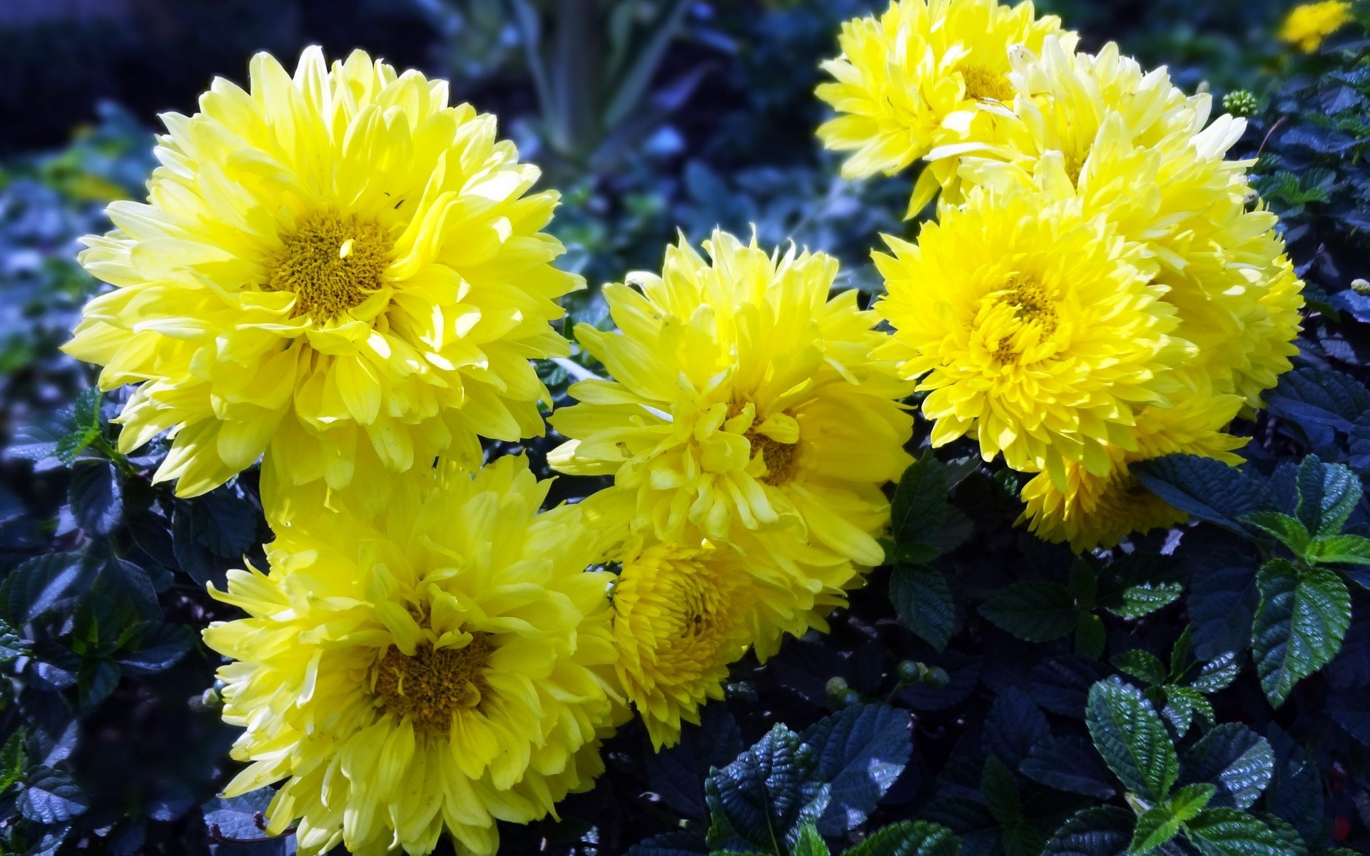 fleurs fleur nature flore été jardin bluming pétale floral feuille couleur bouquet lumineux croissance tête dahlia vivace chrysanthème lumineux botanique