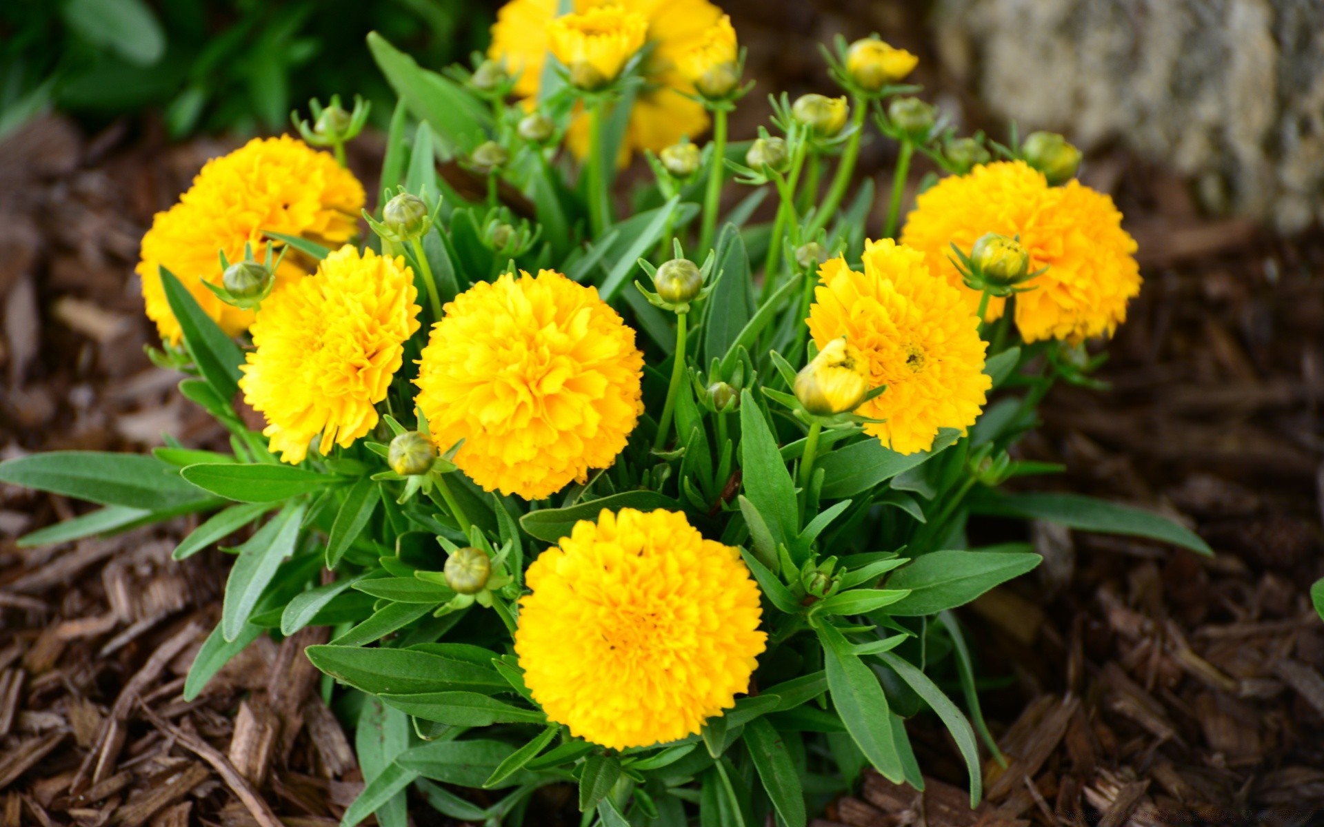 flowers nature leaf flower flora floral summer garden season bright grass field blooming petal vibrant fair weather outdoors marigold growth close-up