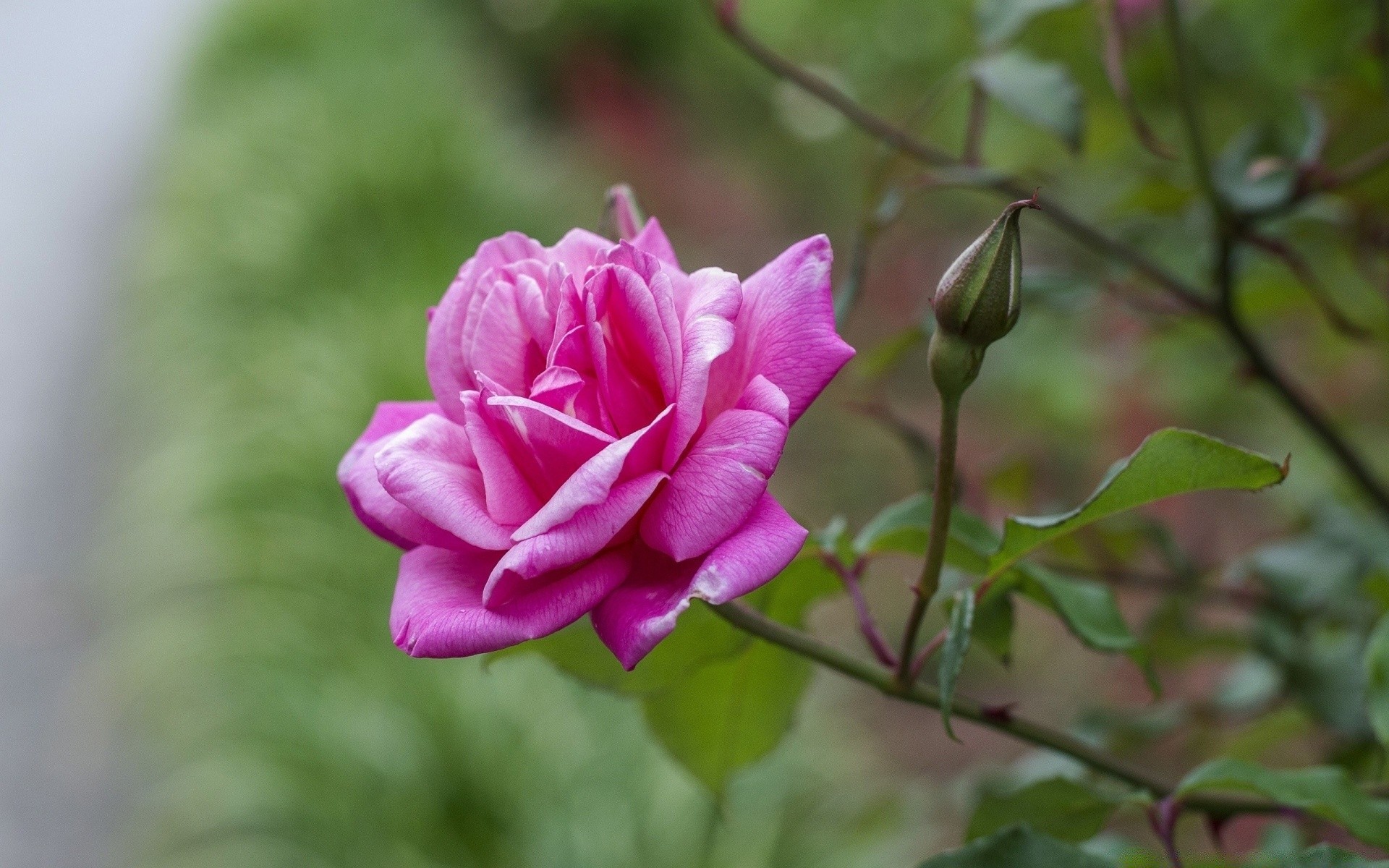 flowers nature flower leaf flora rose garden summer color floral petal blooming beautiful bright romance love close-up