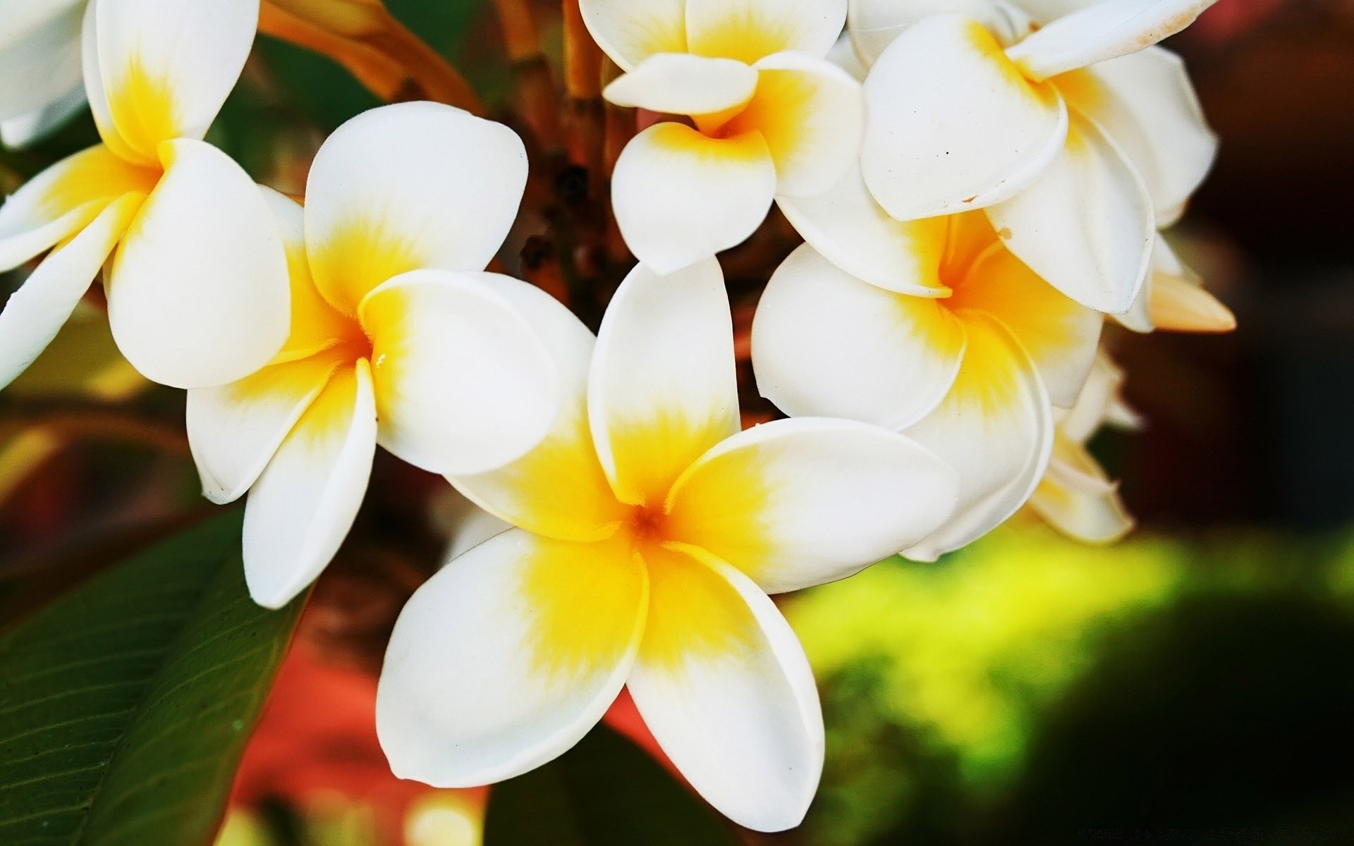 flores flor frangipani naturaleza plumeria tropical pétalo flora hoja bluming floral aloha jardín verano hermoso zen exótico brillante