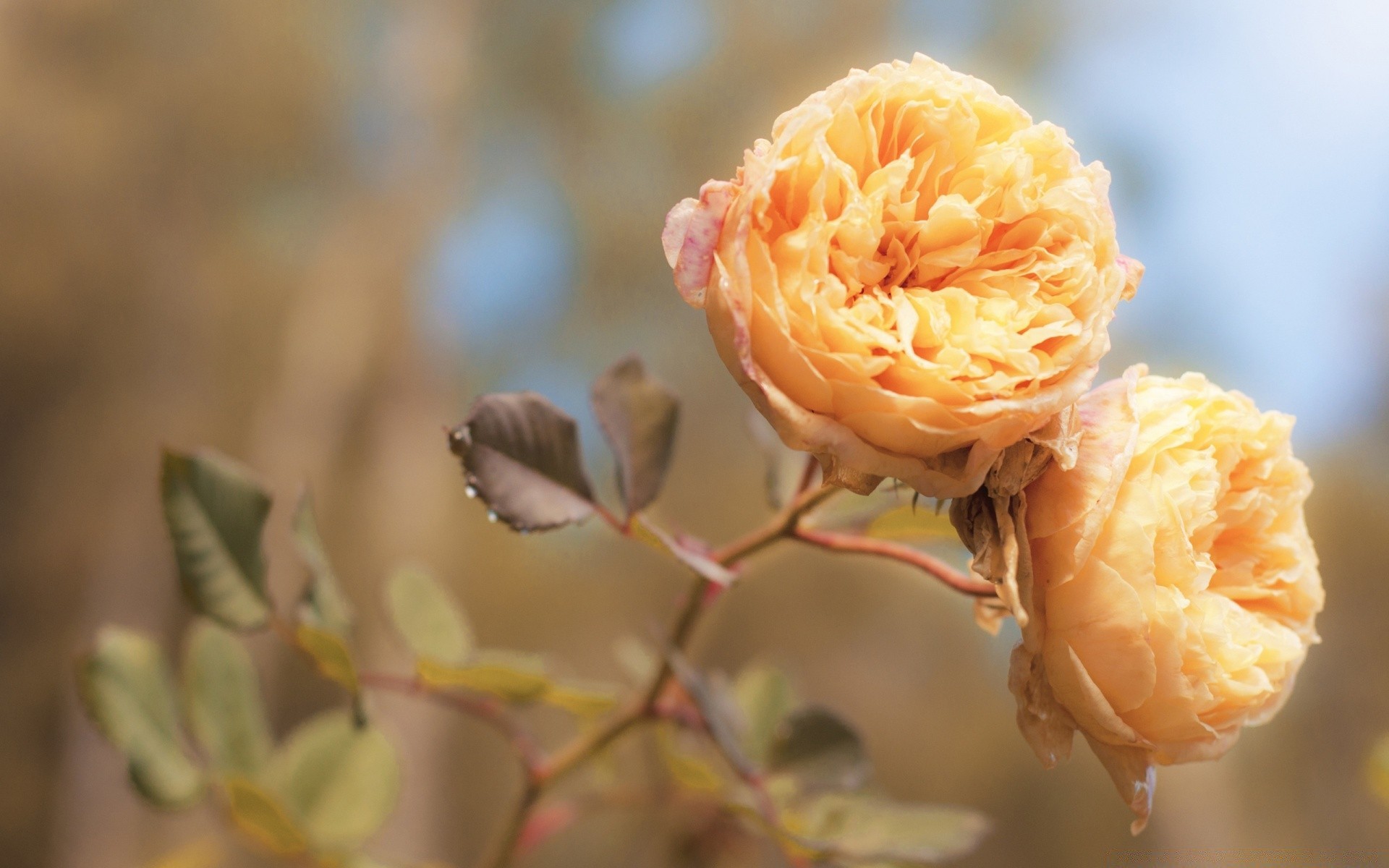 fleurs nature fleur feuille rose à l extérieur flore été jardin