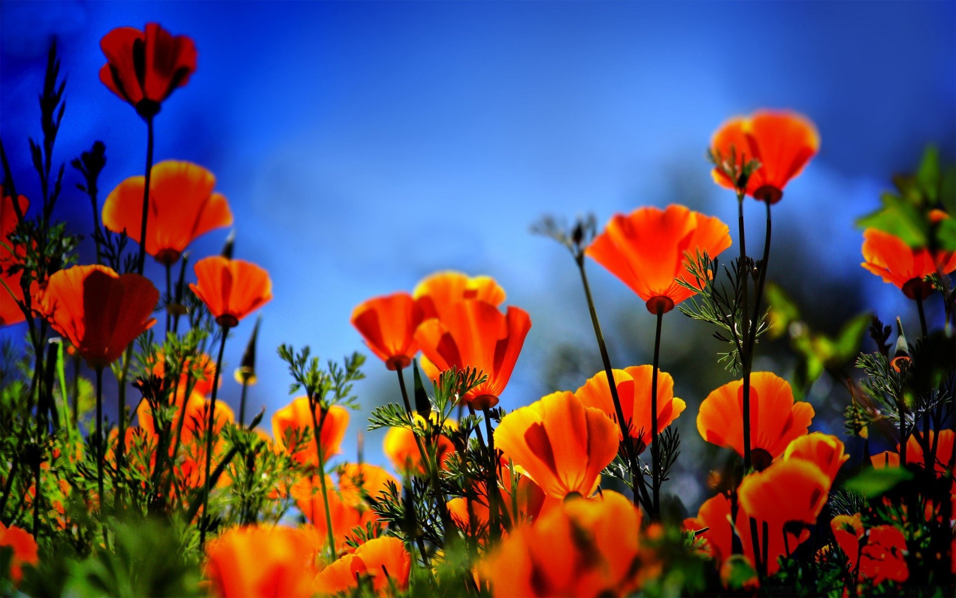 fleurs nature poppy fleur été soleil flore beau temps champ jardin lumineux rural feuille couleur croissance pétale à l extérieur herbe floral foin