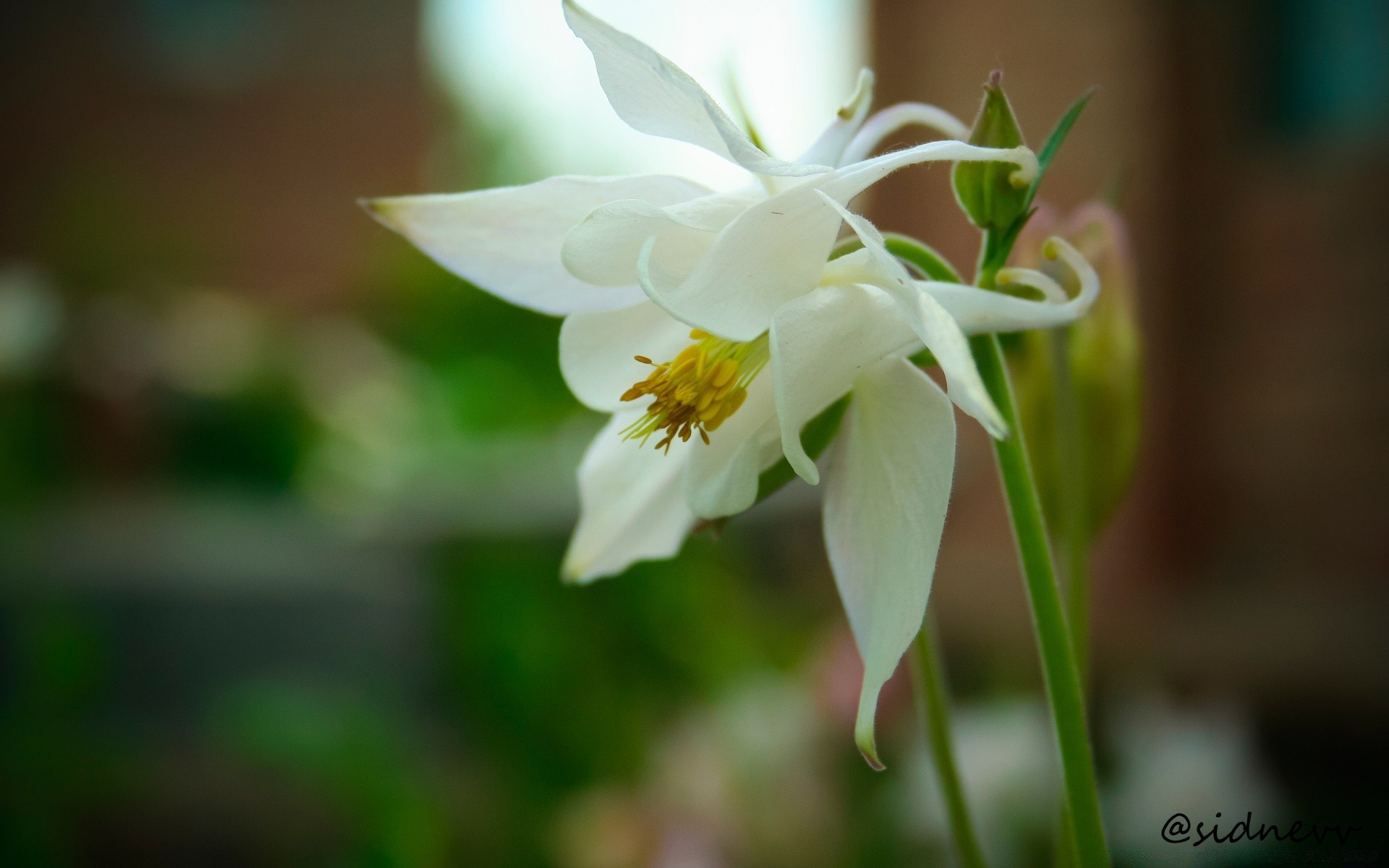 fiori natura fiore foglia flora crescita giardino luminoso estate delicato all aperto petalo