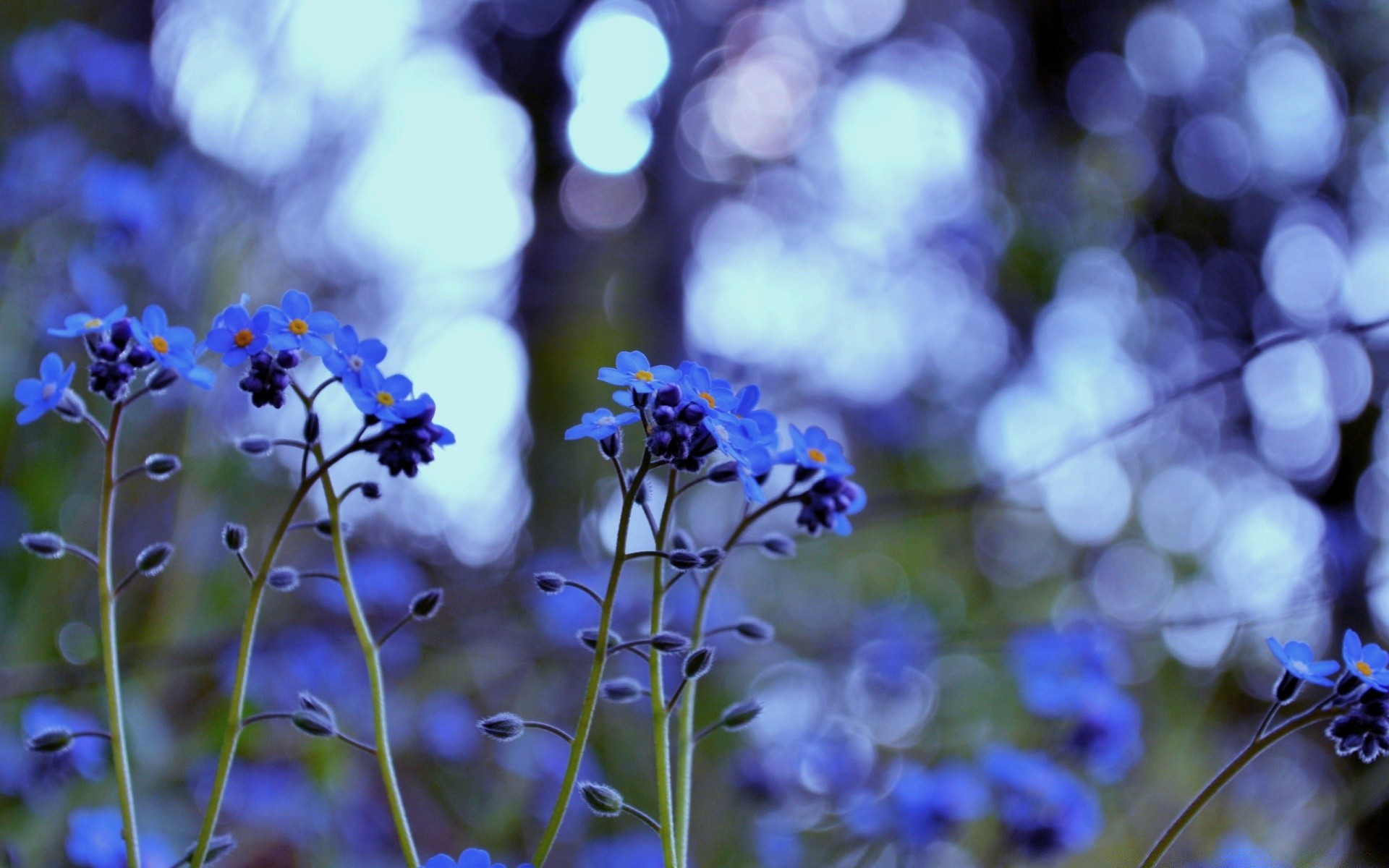 flowers flower nature flora summer garden color leaf blur petal hayfield growth field outdoors season bright blooming wild floral fair weather