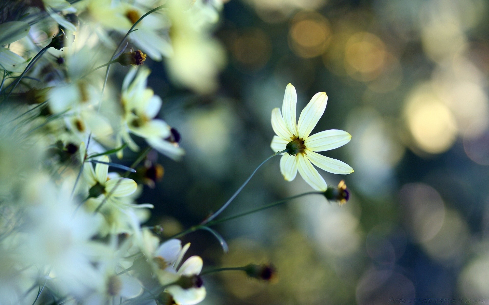 flowers nature flower flora garden summer leaf color beautiful close-up bright blooming outdoors season park sun tree floral blur growth