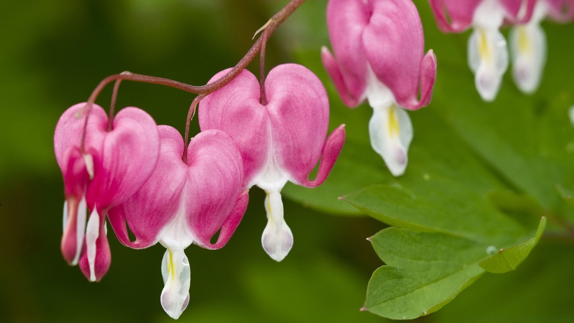 flowers nature flower flora garden petal blooming bright color leaf floral close-up beautiful outdoors summer