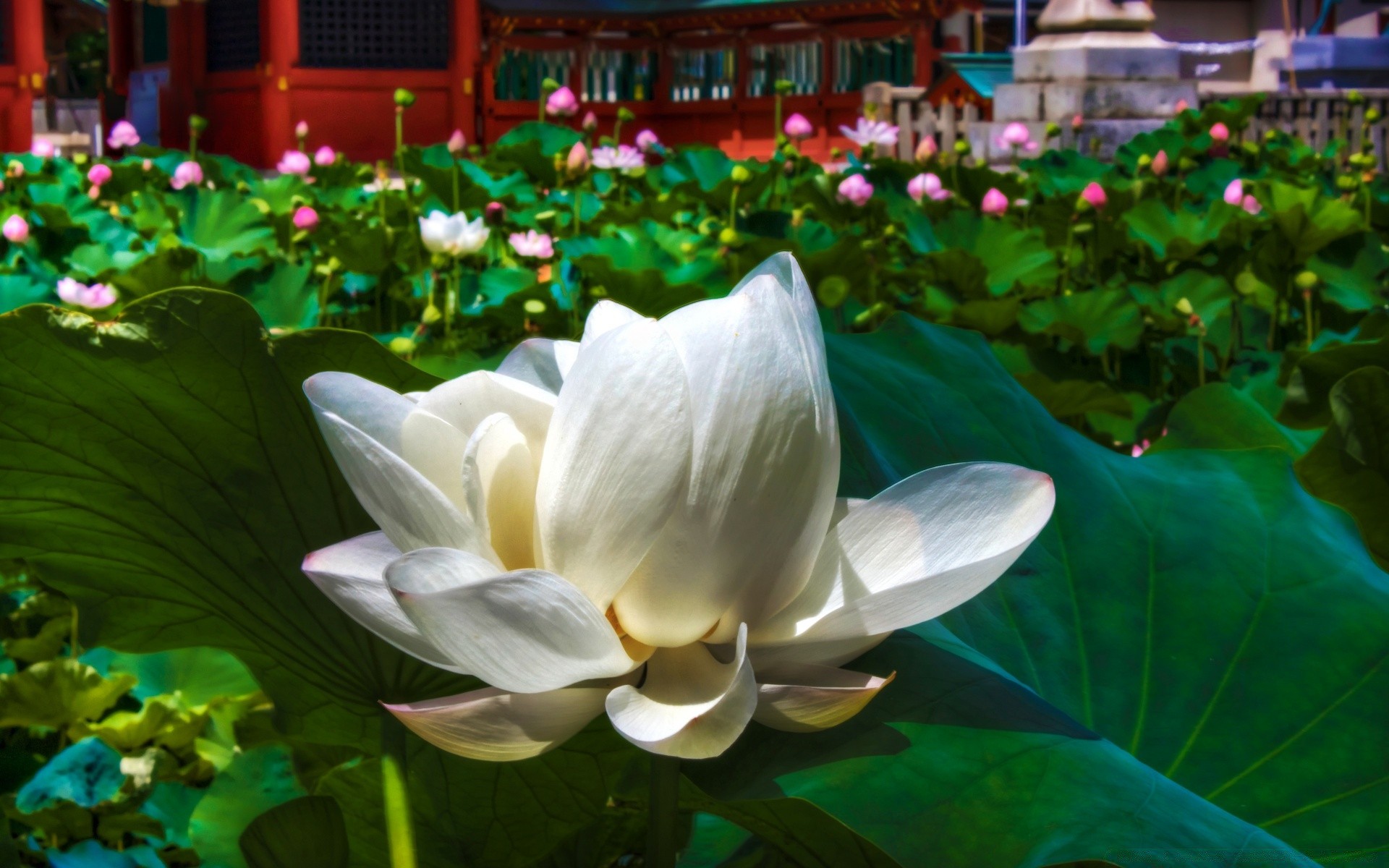 flores loto flor piscina jardín lirio hoja flora tropical bluming parque acuático verano exótico naturaleza zen santo pétalo hermoso natación agua