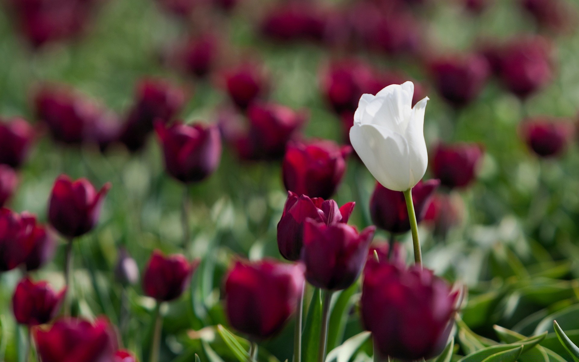 flores tulipa flor natureza jardim folha flora verão floral cor pétala buquê blooming brilhante rosa amor