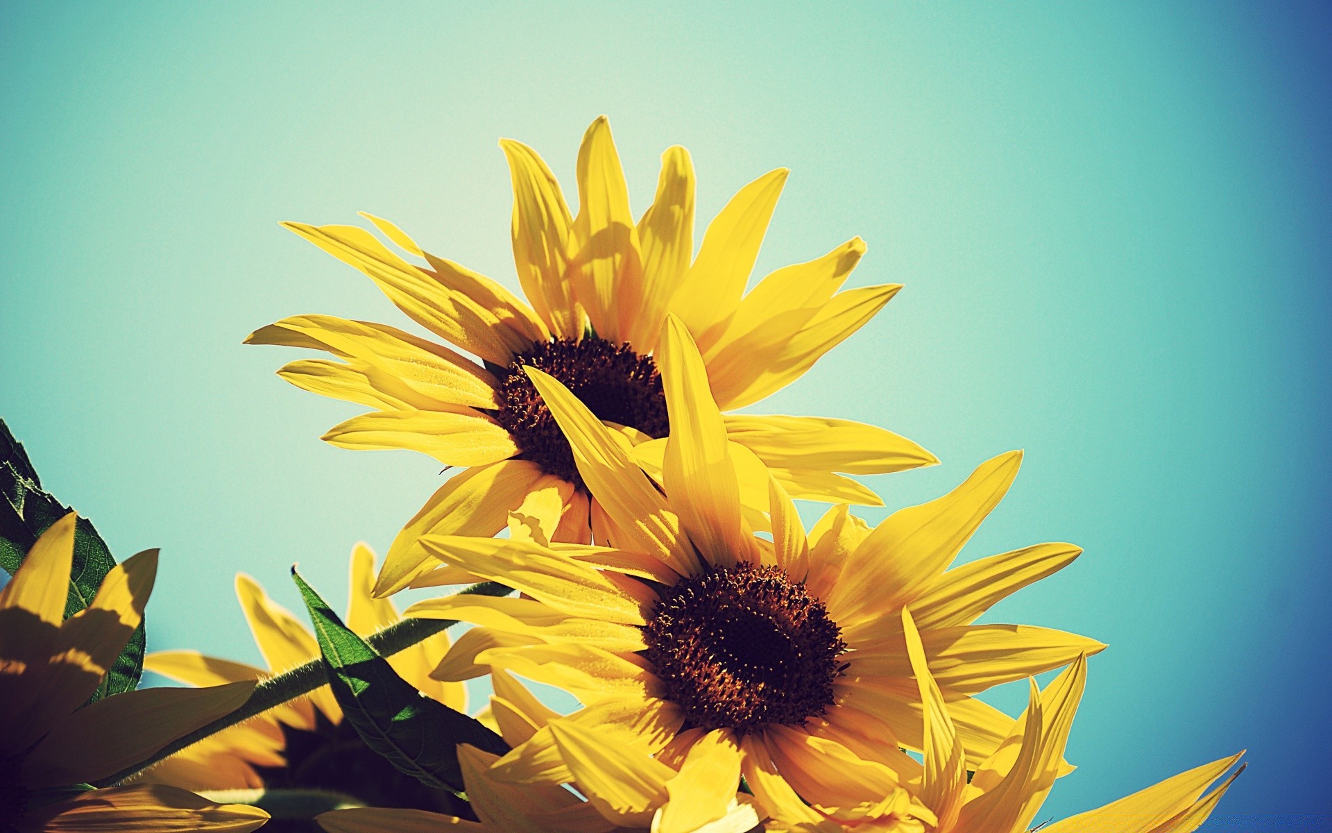 çiçekler doğa yaz çiçek yaprak flora parlak büyüme ayçiçeği açık havada güzel havalarda güneş