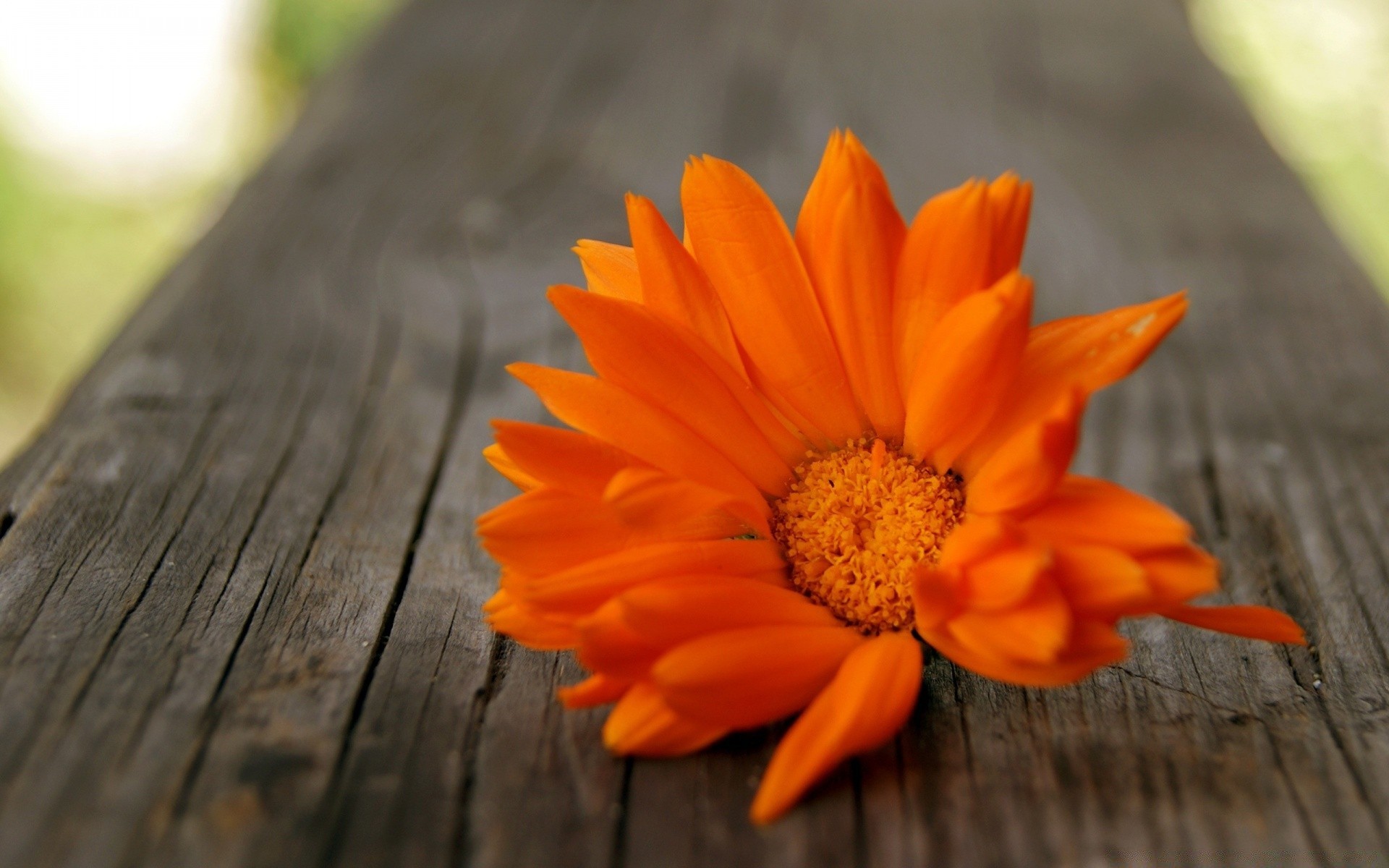 fleurs nature fleur été flore feuille jardin lumineux pétale couleur à l extérieur gros plan