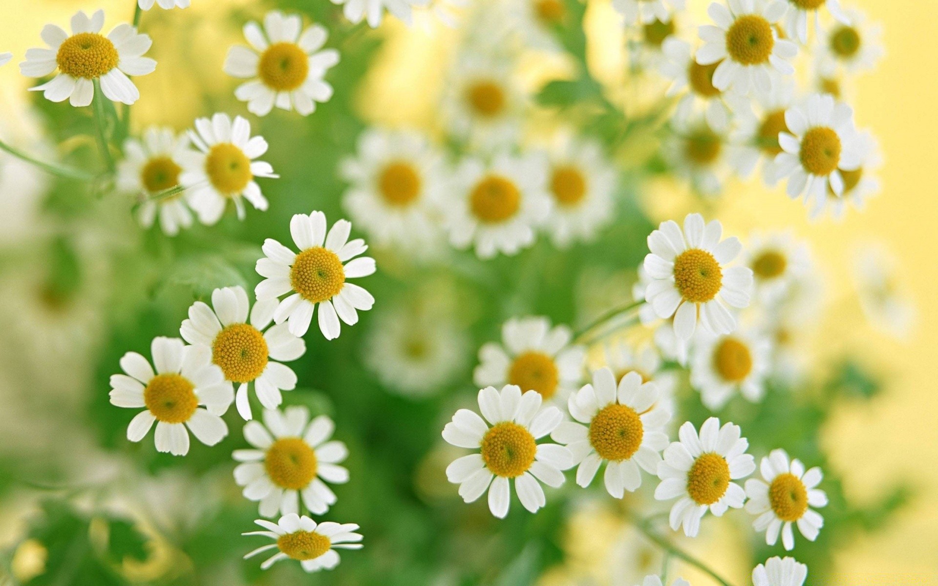 fleurs fleur nature flore marguerites été foin feuille floral champ jardin lumineux pétale bluming croissance couleur saison herbe beau temps ensoleillé