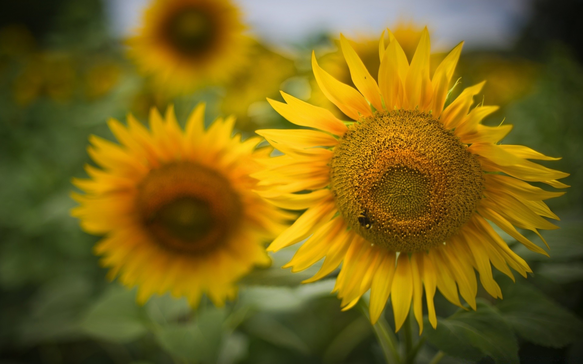 flowers nature flora flower sunflower summer leaf garden petal bright floral growth sun beautiful color blooming close-up fair weather vibrant field