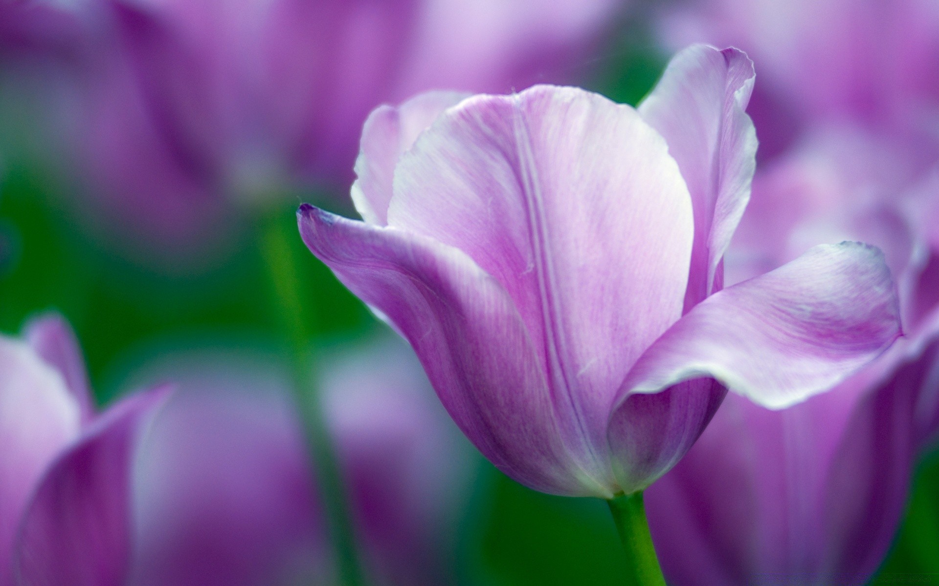 çiçekler doğa çiçek flora bahçe yaz yaprak lale parlak renk büyüme taçyaprağı çiçek paskalya çiçek açan güzel alan narin