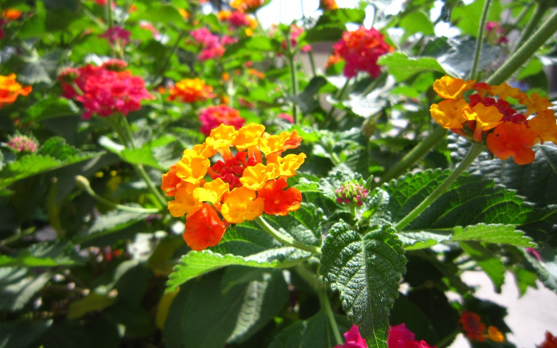 flowers nature leaf garden flora flower summer season floral blooming color bright shrub growth outdoors branch decoration petal freshness close-up