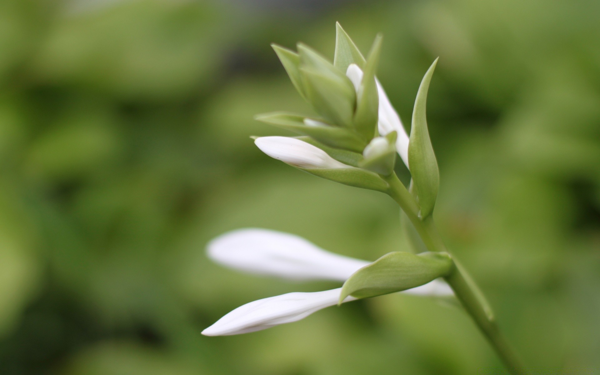 花 自然 叶 植物 生长 花 户外 夏天 模糊 花园