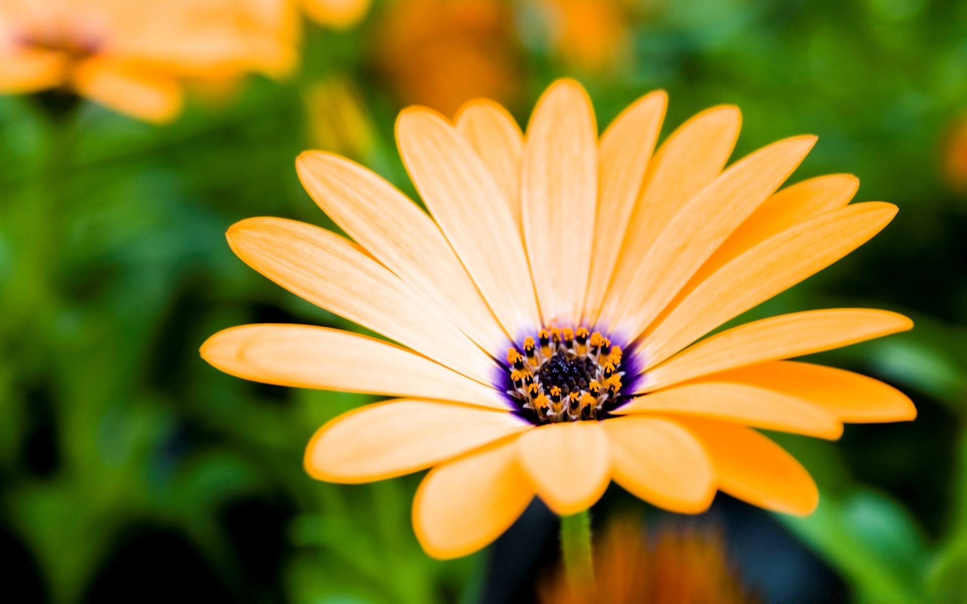 fleurs nature fleur été flore couleur jardin feuille lumineux belle pétale bluming